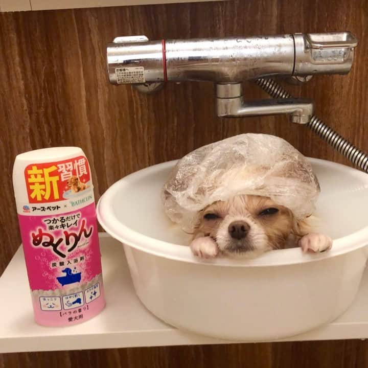 玉ねぎ戦士のインスタグラム：「とうとう入浴剤のお仕事がきたでしゅー🐶♨️  アース・ペット @earthpet_official さんありがとうございましゅ❤️  「ぬくりん」でチャボ臭から薔薇の香りに昇格でしゅ🌹  ・ ・ ・ 🌟ポイント🌟  ①お水に溶かして撫で洗いするだけで汚れがサラッと落ちる！  ②サラサラしてるので水切れも良く早く乾く！  ③ 人用でも使っている炭酸入浴剤に洗浄成分や、皮膚の保護成分が入っていて、犬の肌にもやさしい！  ・ ・  雨の日のお散歩後は、お腹まで汚れるからお風呂必須だったんだけど、この入浴剤だとお湯に溶かして撫で洗いするだけで綺麗になるから本当便利でしゅ✨ #グッバイチャボ臭🐔  ・ ・ 森林の香りも癒されるし良い香り🌳気分で使い分けるでしゅ🐾  #ぬくりん #新習慣  #犬の気持ち  #犬もボディーケアしたい時代  #いい香り  #つかるだけで楽々キレイ #トリミング　#犬のいる暮らし  #ペットの入浴剤 #犬の入浴剤  #犬の入浴 #シャワー入浴剤  #犬シャワー #チワワ  #アースペット #PR」