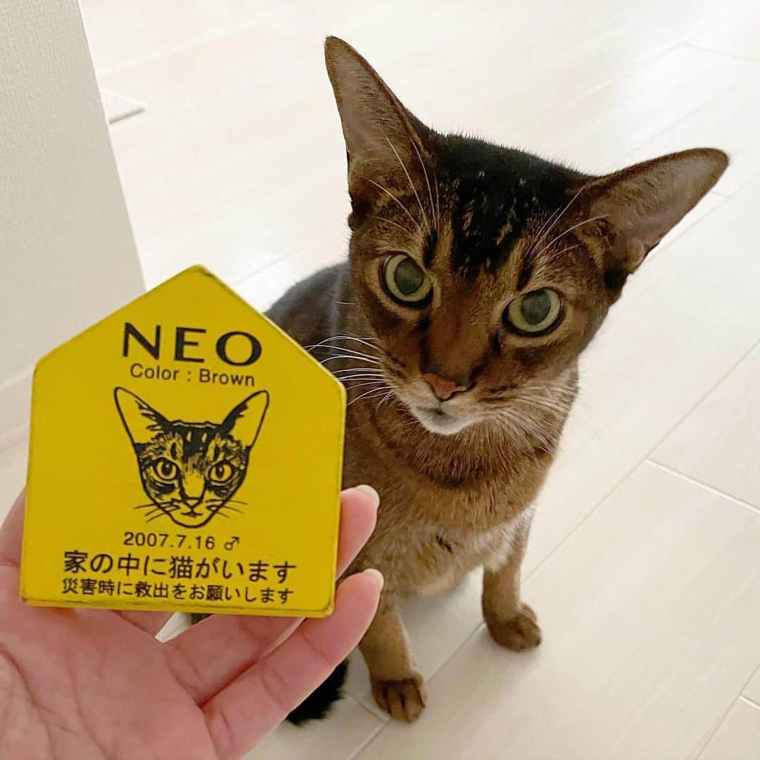 nocotoのインスタグラム