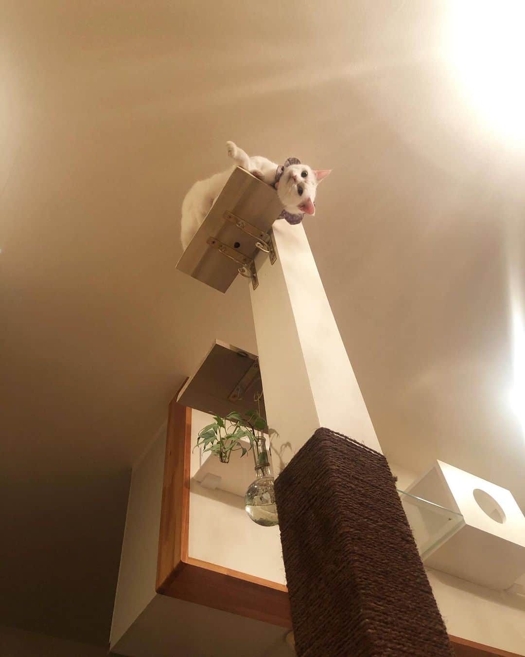 maimocotoさんのインスタグラム写真 - (maimocotoInstagram)「我が家のリビングは壁3面にキャットウォークがあって、この柱にはキャットステップが２つあるの。最近一番上を増設したら、こっちゃんが気に入ってくれたよ❤︎✨こうやって喜んでくれるから、日増しに猫中心ハウスになるわ🐈次はどうカスタマイズしようかな〜？ ＊ ＊ 『まーまは高所きょうふしょうだから、絶対登ってこれなくて、気の毒なの、あたち🗼』 ＊ ＊ #私をこの家に住まわせてくれてありがとう #猫中心の生活  #キャットタワー」12月23日 18時58分 - maihimemoco
