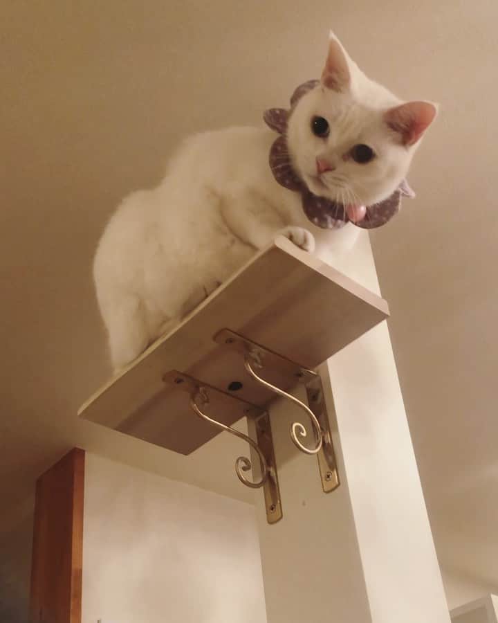 maimocotoのインスタグラム：「我が家のリビングは壁3面にキャットウォークがあって、この柱にはキャットステップが２つあるの。最近一番上を増設したら、こっちゃんが気に入ってくれたよ❤︎✨こうやって喜んでくれるから、日増しに猫中心ハウスになるわ🐈次はどうカスタマイズしようかな〜？ ＊ ＊ 『まーまは高所きょうふしょうだから、絶対登ってこれなくて、気の毒なの、あたち🗼』 ＊ ＊ #私をこの家に住まわせてくれてありがとう #猫中心の生活  #キャットタワー」