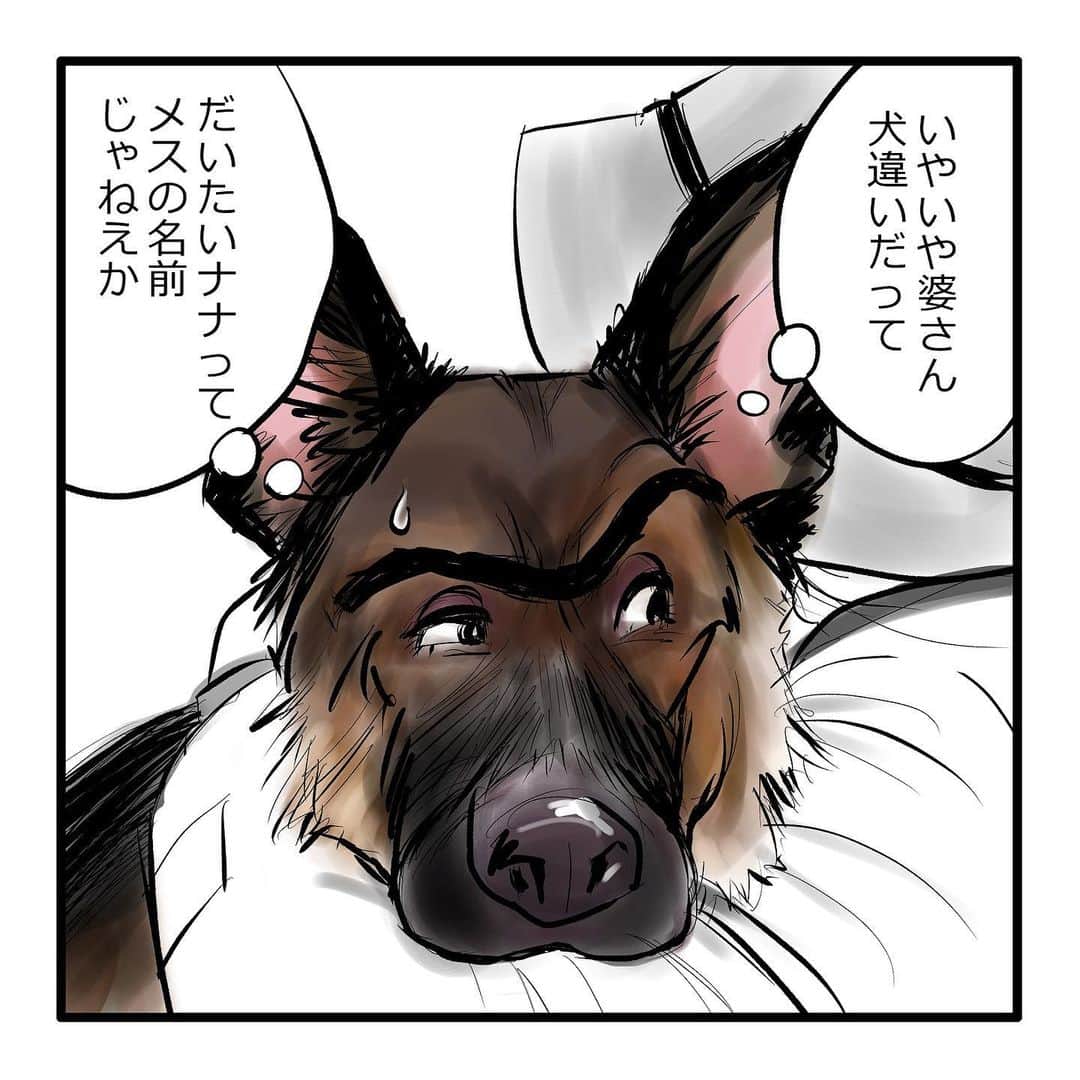 てらりんさんのインスタグラム写真 - (てらりんInstagram)「『ゴボウ』まとめ読み10-③  #漫画 #マンガ #まんが #インスタ漫画 #創作 #コミック #イラスト #犬 #シェパード #ゴボウ #manga #comic #illustration #art #drawing #dog #germanshepherd #alsatian #gobo」12月23日 19時08分 - terarin08
