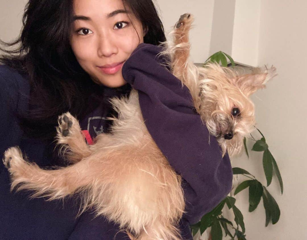 芦田ユリナのインスタグラム：「Cuddle time🐕💕#chorkie #ヨーチワ」