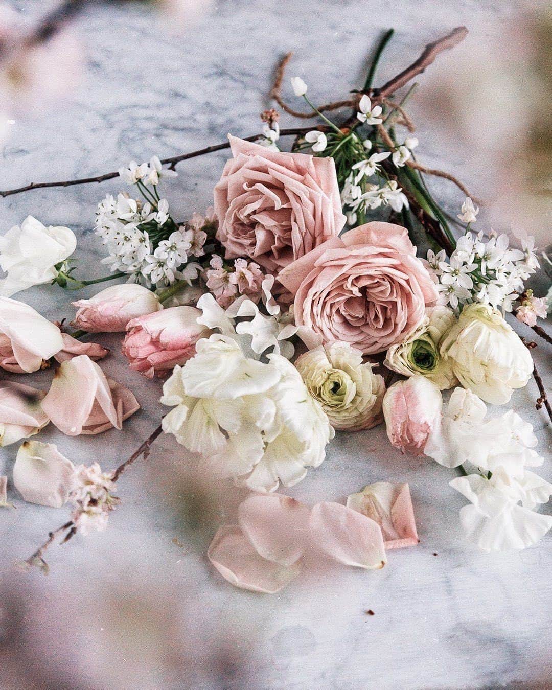 花の写真館のインスタグラム：「Photo by @toile_blanche.⠀ https://instagram.com/toile_blanche/⠀ .⠀ Original Post[投稿いただいたURL]⠀ https://www.instagram.com/p/B7llZQuBWwC/⠀ .⠀ 本アカウントは、 #私の花の写真 をつけてInstagramに投稿された皆さまの花の写真や、「花の写真館」Facebookページで投稿された花の写真を紹介します。⠀ 「花の写真館」Facebookページは、「 @floral.photograph 」のプロフィールにあるURLからご覧ください。⠀ .⠀ ※各自、政府、自治体など公的機関の指示に従った行動をお願いします。⠀⠀ 東京カメラ部および分室では、写真を「見る楽しみ」を提供することを通して、微力ながら皆様にわずかな時間でも癒しをお届けしたいと思っております。⠀ ※本アカウントは東京カメラ部がFacebook、Instagramのサービスを利用して運営しているもので、Facebook社・Instagramとは一切関係ありません。⠀ .⠀ #花の写真館 #floralphotograph #floralphoto #flower #flowers⠀ Follow: @floral.photograph」