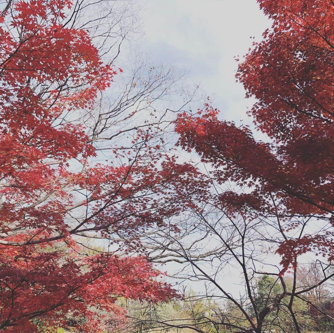 佐藤友紀さんのインスタグラム写真 - (佐藤友紀Instagram)「しわすのもみじ。しわすれないよう。更新しました。おやじぎゃぐ。」12月23日 19時38分 - satoyuki_627