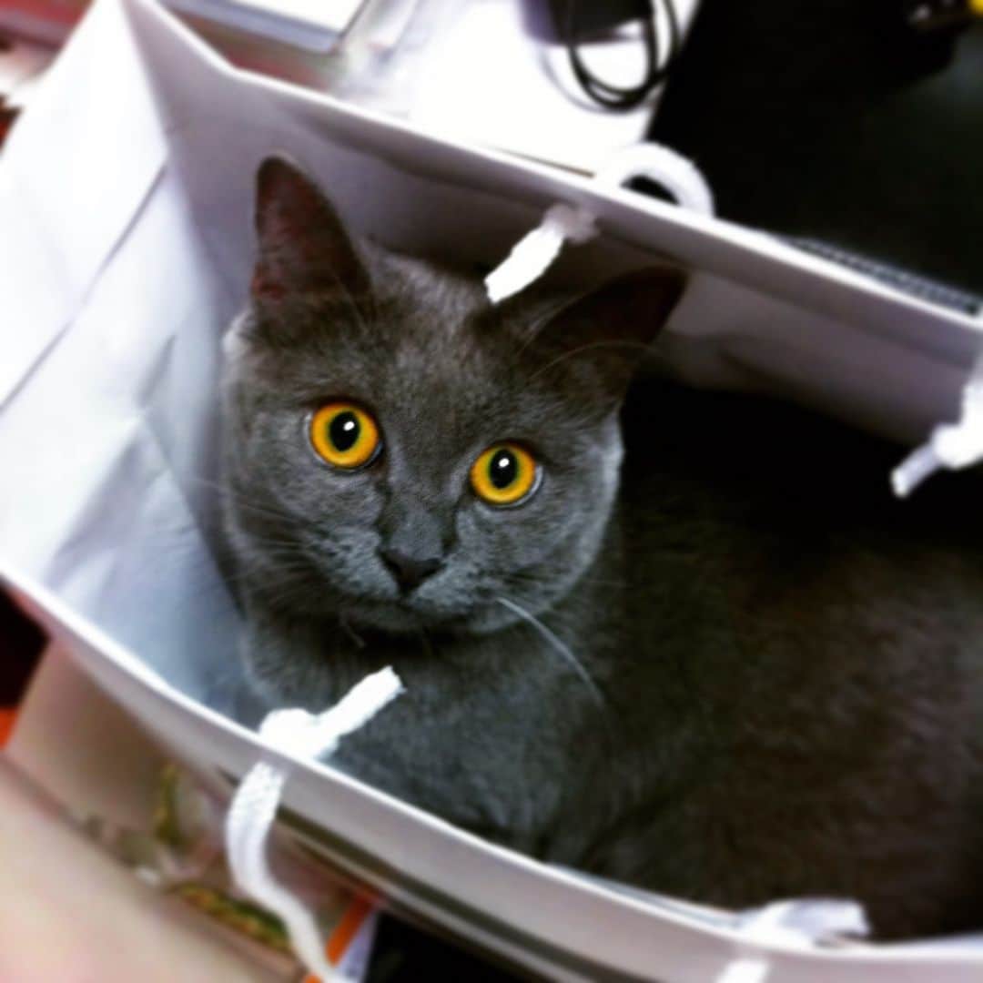 チキン南蛮カレーのルウ王子のグルメインスタ