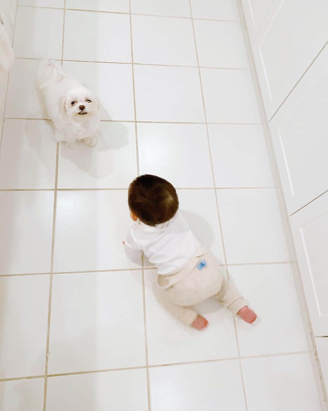 篠田麻里子さんのインスタグラム写真 - (篠田麻里子Instagram)「こめちゃんシッターさん🐶 『こっちはダメよ』って言ってくれてるのか🤔見守りこめちゃん @mushandkome   こめちゃんは2キロ無いマルチーズです🤲🐶  #いぬすたぐらむ #いぬのいる暮らし #赤ちゃんと犬 #マルチーズ」12月23日 19時41分 - shinodamariko3
