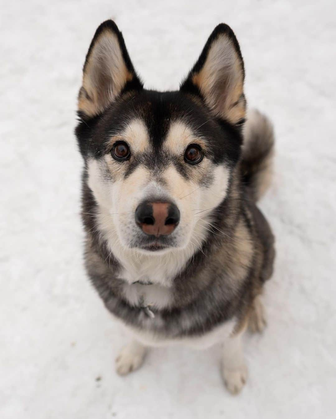 The Dogistさんのインスタグラム写真 - (The DogistInstagram)「Boone, Siberian Husky mix (5 y/o), Tompkins Square Park, New York, NY • “He used to be a menace. He chewed everything, ate an entire jar of Vaseline. I couldn’t leave food out. He ate all my shoes. It's a husky thing – they’re bad until they’re not. Now he’s mellowed out; he’ll sit on the bed for hours.”」12月24日 5時47分 - thedogist