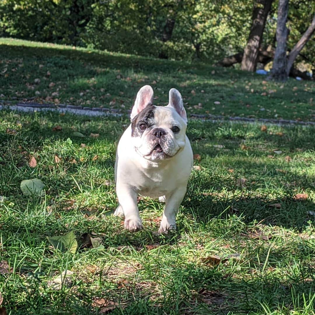 Manny The Frenchieのインスタグラム：「Are you sure it's Christmas Eve tomorrow?! Where's the snow??🤔🌨️」