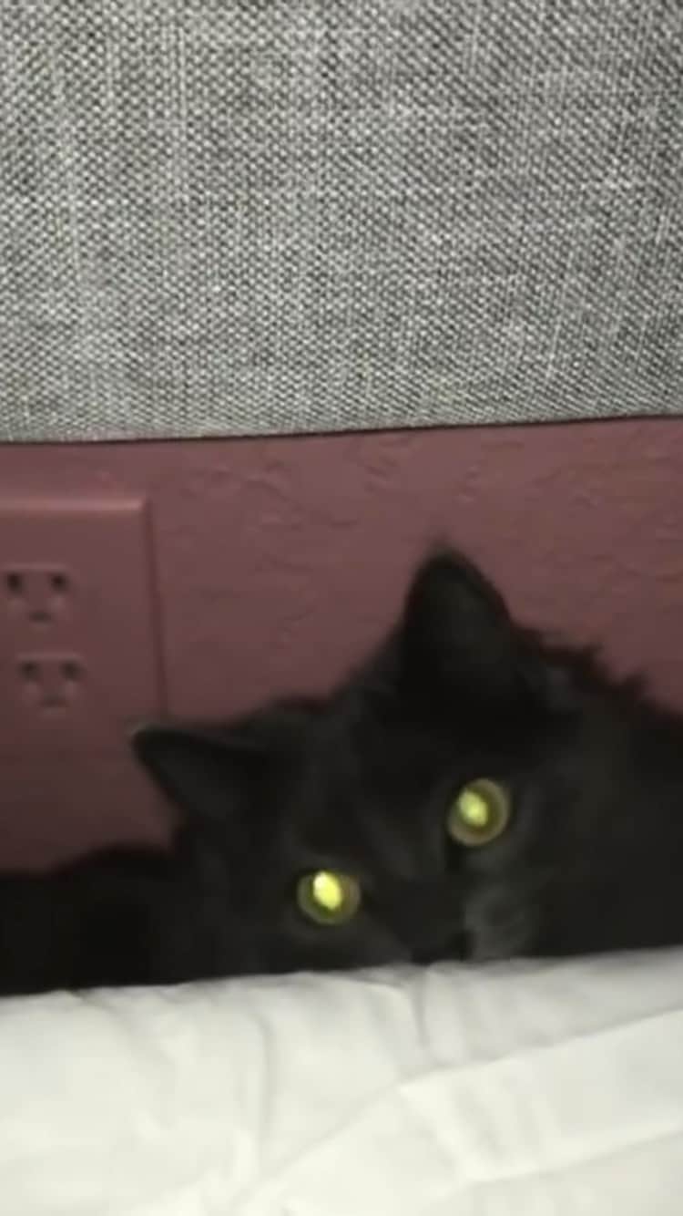 The Cats Of Instagramのインスタグラム：「#Repost • #COIVideoChallenge • @caitlinmichele23 When you’re going a little crazy from staying home.  Day 15: stay home」