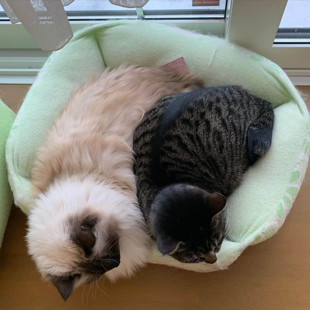takegaeruのインスタグラム：「白黒ちゃん  #cat #猫 #ragdoll #ラグドール #ホワイトポッチーズ #よもねこ #よもぎねこ #キジトラ #きじとら」
