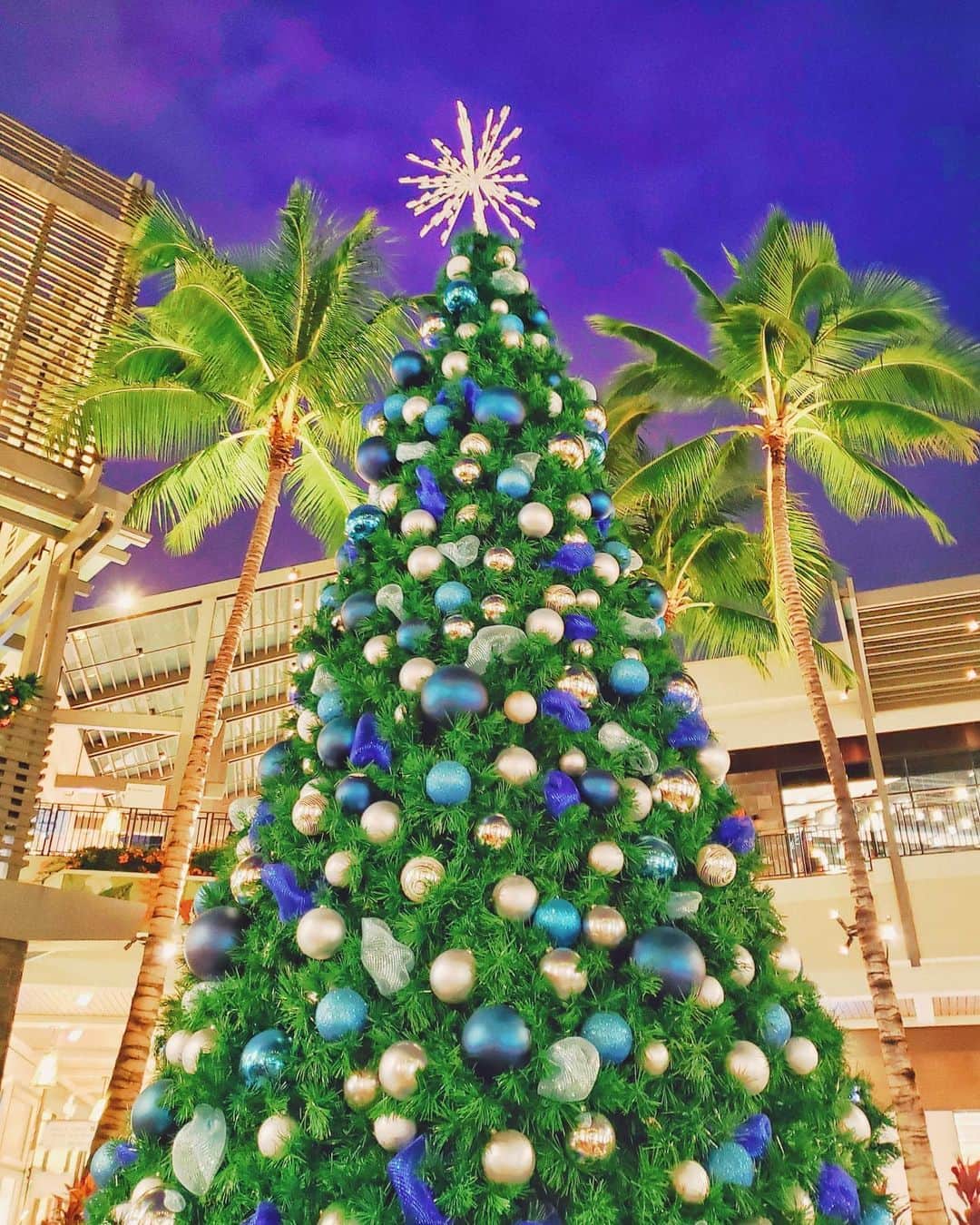 天霧真世のインスタグラム：「· 妄想ハワイ🎄🌴🌺 · · 🔍1450 Ala Moana Blvd, Honolulu, HI 96814 アラモアナ🎄 🔍2365 Kalakaua Ave, Honolulu, HI 96815  モアナサーフライダー🎄 🔍2201 Kalakaua Ave, Honolulu, HI 96815 ロイヤルハワイアン🎄 · · #laterpost #hawaii#oahu#waikiki #palmtrees #christmastree #🌴 #🎄 · 🌈@mayomayo.com_ 💎@mayosacise.official ✏@mayo_paint · ·」