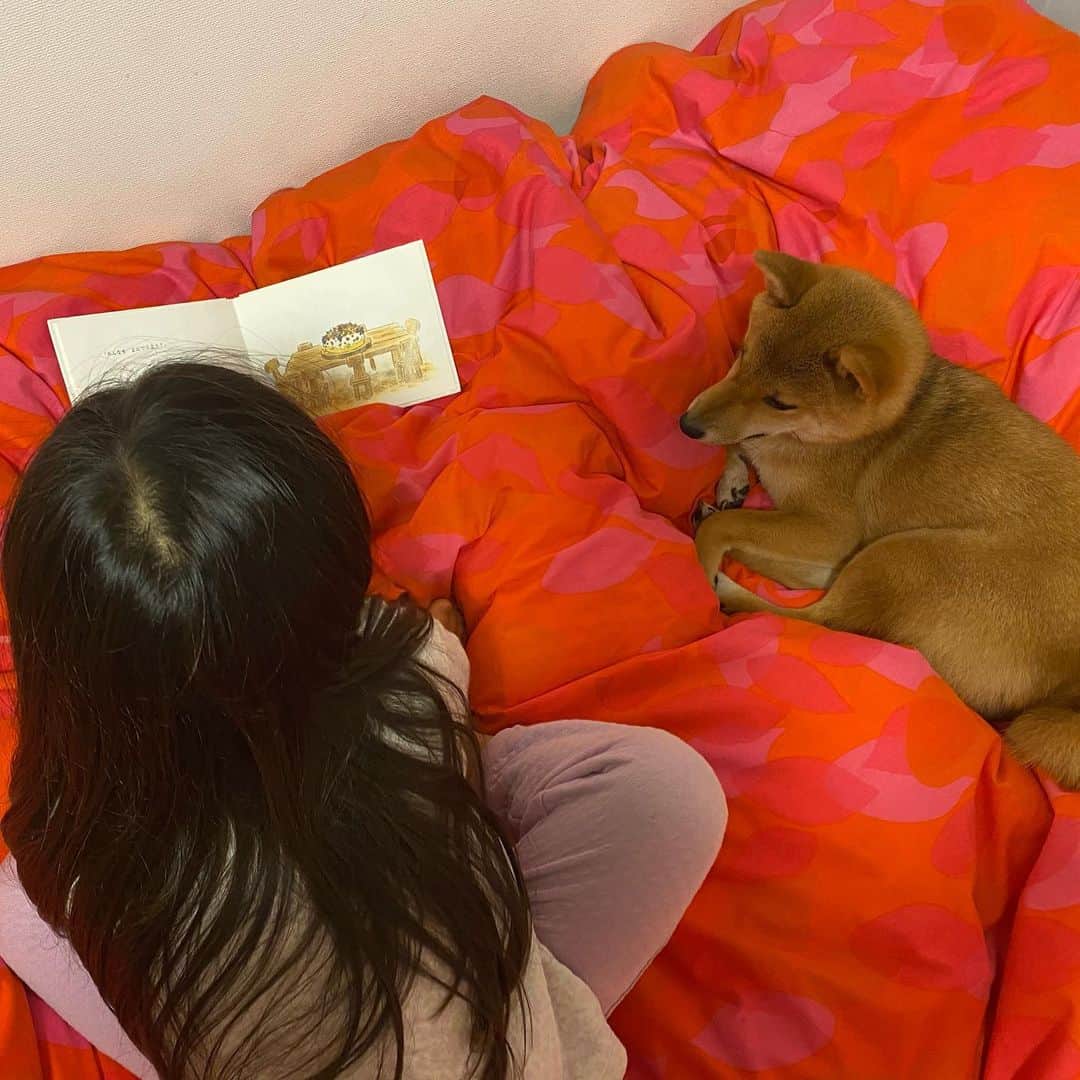 蒼井里紗のインスタグラム：「寝室を覗いたら  こまめに読み聞かせ中だった。 ちゃんと聞いてる風。  #豆柴  #豆柴のいる暮らし  #柴犬 #柴犬のいる暮らし  #柴犬マニア  #柴犬好きな人と繋がりたい  #柴犬好きな人と繋がりたい  #柴犬大好き  #柴犬部 #柴犬ライフ  #1歳になりました  #柴犬日記  #読み聞かせ」