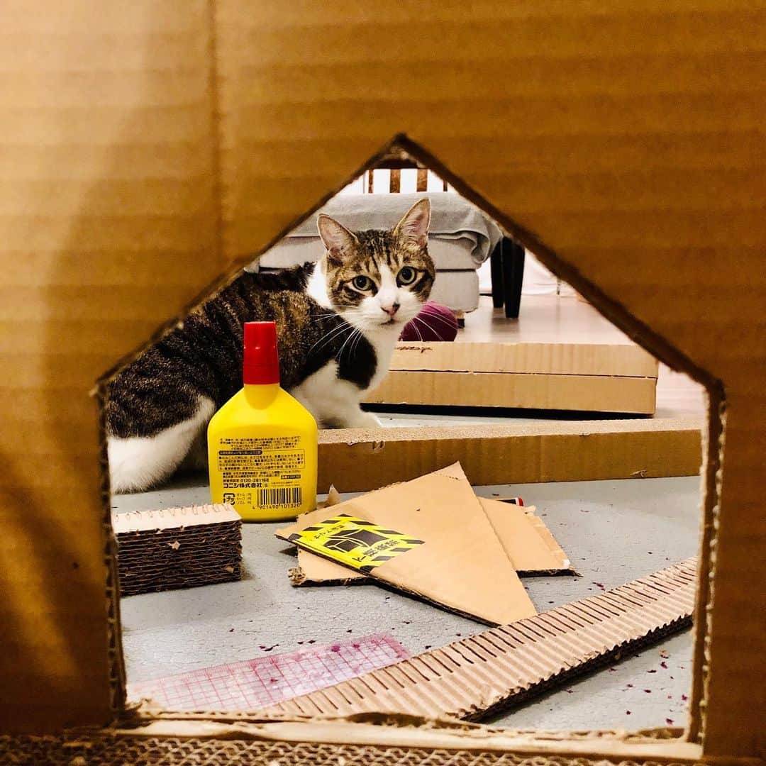 池田有希子のインスタグラム：「私、こんな夜に何を始めてしまったんだろう。  #cardboardhouse」