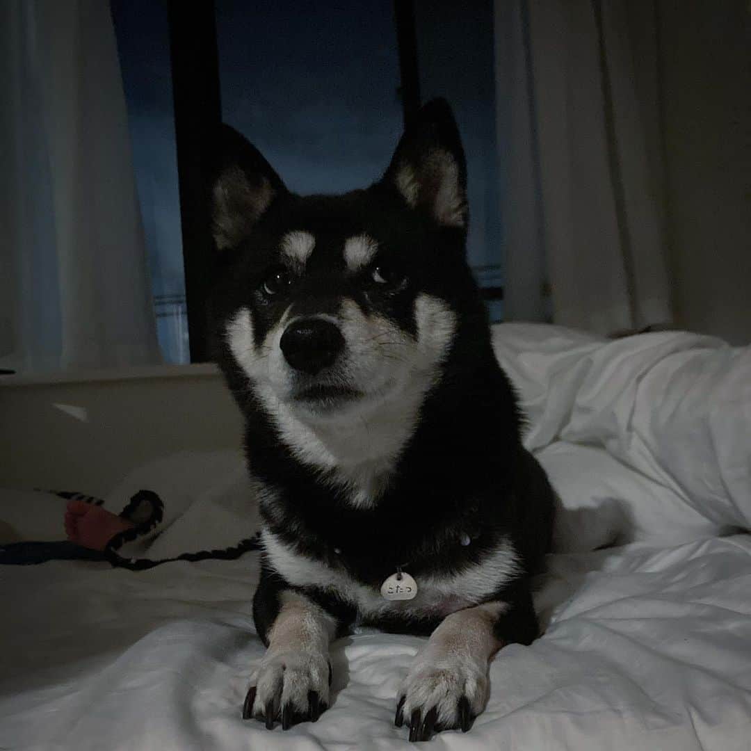vo_coのインスタグラム：「🐾 寝室からリビングまで聞こえるくらいの音でお腹がぎゅるぎゅる鳴っているこたつさん ごはんはパス、💩は正常 早く良くなるといいな… ＊ #shibastagram #instashiba #shiba #shibainu #黒柴 #柴犬」