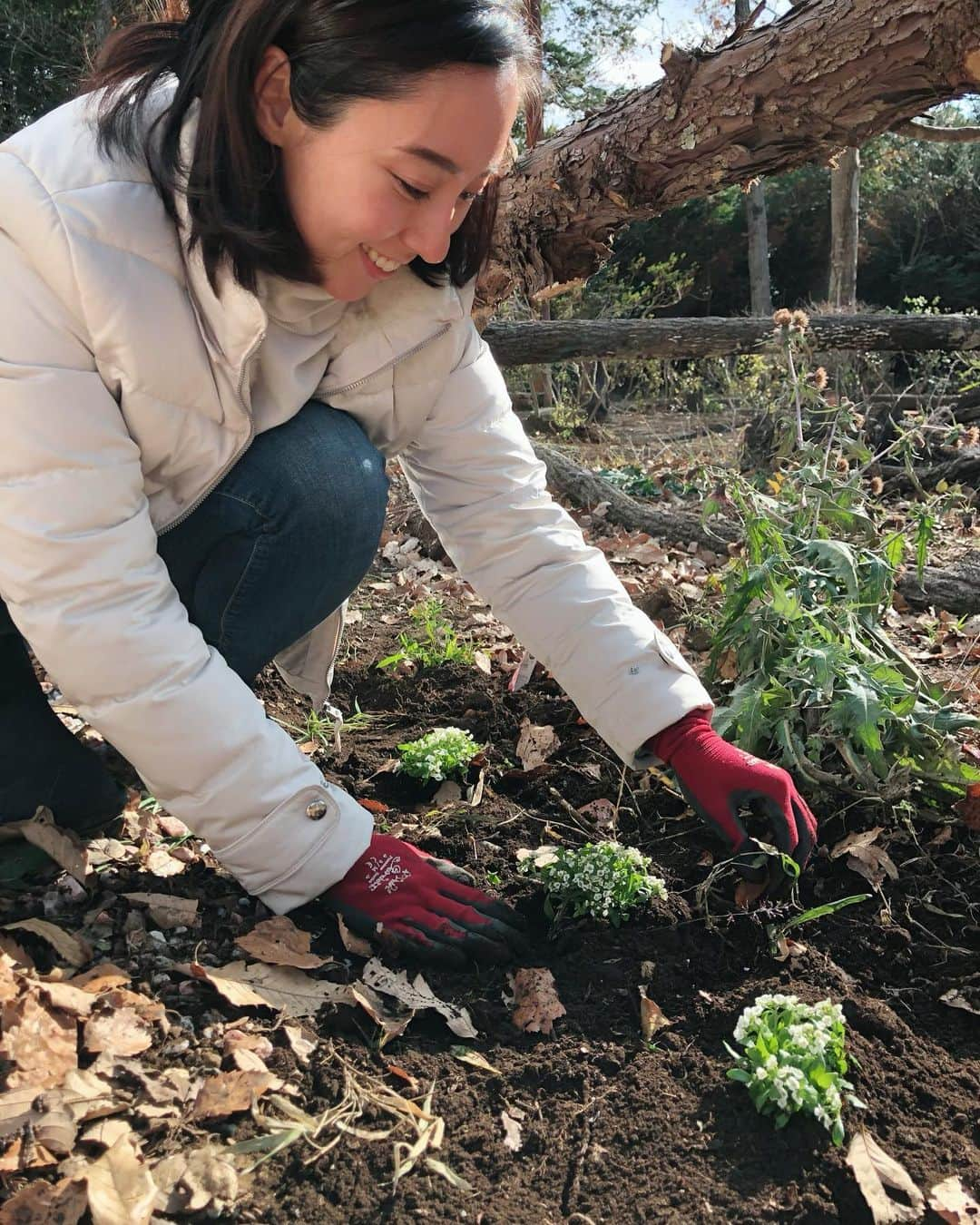 東美樹さんのインスタグラム写真 - (東美樹Instagram)「初心に帰る🌿☀️🙏🏼 アリッサムとローズマリーを植えました🤍 身体全体を使ってシャベルで土を掘り、そこに肥料を混ぜて、フカフカのベッドを作ってあげて、、、この子達をお出迎え！  ガーデニングって本当に心が癒されて、、、 心がわくわく、元気になっていくのです👩🏻‍🌾✨  毎日泥んこになって遊んでた子供の頃は ”不眠” 、”自律神経が乱れる”  なんて悩み全然なかったもんなあ。 昔の遊びの大切さを大人になって再確認。  もちろんこの日の夜はぐっすり眠れました😊 この子達の成長がこれから楽しみ❣️ . planted alyssum and rosemary in a garden the other day.🌿 so excited to continue to see their growth! . . . #horsebackriding #animist #animism #selfretreat #mindfulness #mikihigashi #Japanesemodel #animistmiki #セルフリトリート #アニミズム #なりたい自分 #八百万の神 #マインドフルネス #東美樹 #自分を知る #無限の可能性 #乗馬女子 #ガーデニング初心者 #ナチュラルガーデニング #アリッサム #ナチュラルガーデン」12月23日 22時33分 - mikko.36___