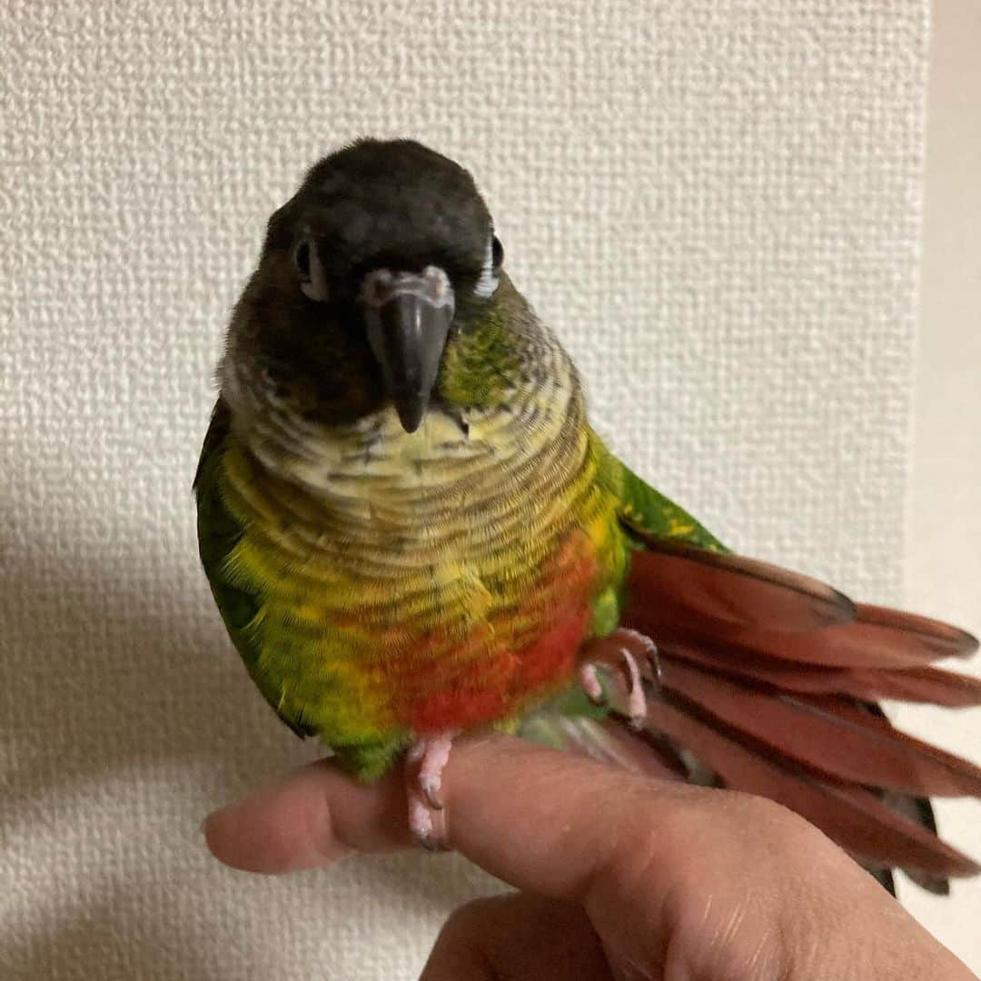 ごあきうえさんのインスタグラム写真 - (ごあきうえInstagram)「#ウロコインコ の京ちゃんです。 友達が所用で今夜帰宅出来ないと言うことで、 お世話をしに来ました😊 なんと初対面なのにフレンドリーです。  僕は生まれてこの方、人以外には一度も嫌われた記憶がない✌️  一緒に風呂上がり👌  #インコ　#🦜 #GreenCheekedParakeet #비늘잉꼬　#Parakeet #잉꼬」12月23日 22時26分 - goakiue