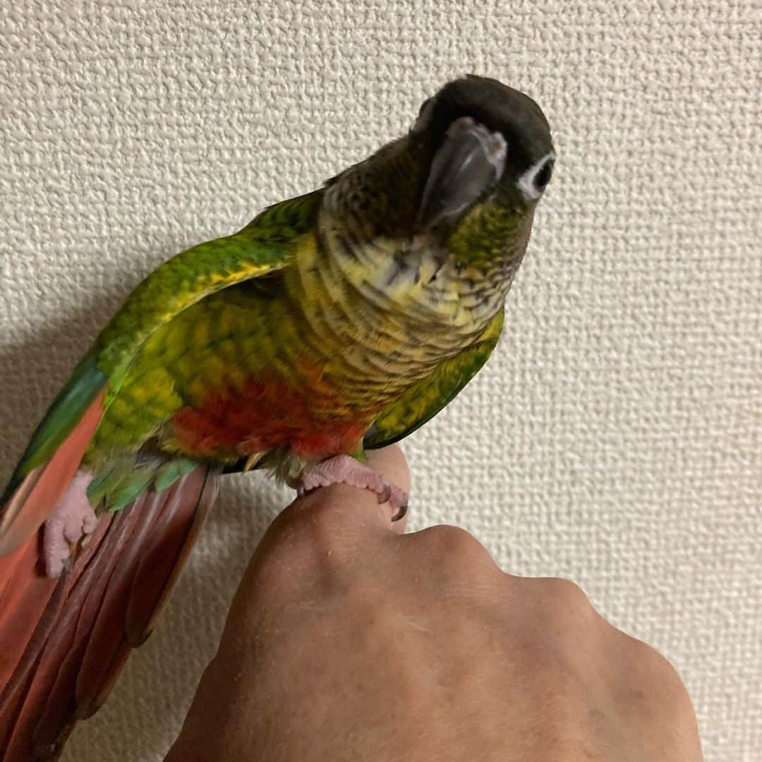 ごあきうえさんのインスタグラム写真 - (ごあきうえInstagram)「#ウロコインコ の京ちゃんです。 友達が所用で今夜帰宅出来ないと言うことで、 お世話をしに来ました😊 なんと初対面なのにフレンドリーです。  僕は生まれてこの方、人以外には一度も嫌われた記憶がない✌️  一緒に風呂上がり👌  #インコ　#🦜 #GreenCheekedParakeet #비늘잉꼬　#Parakeet #잉꼬」12月23日 22時26分 - goakiue