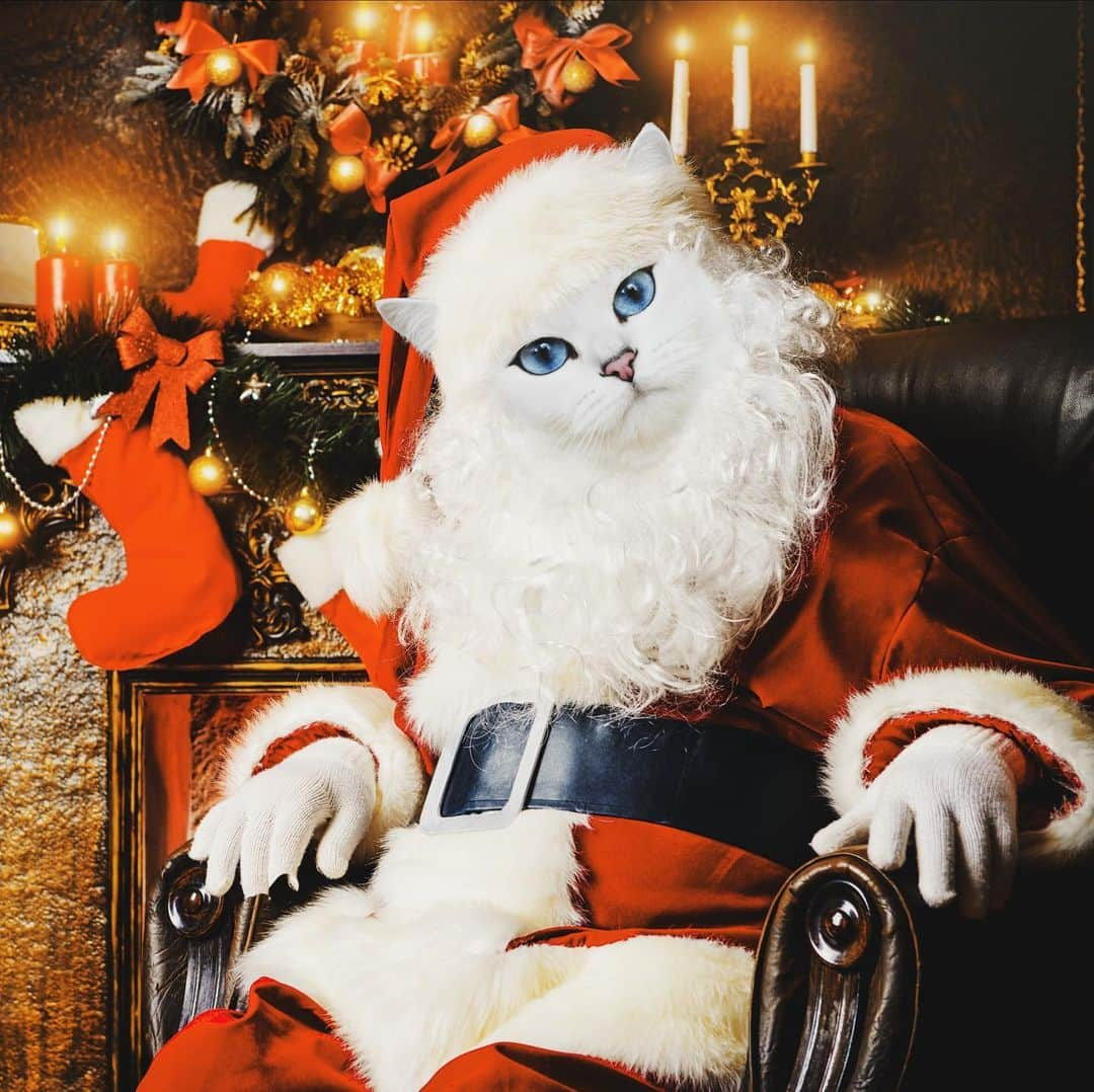 コビーさんのインスタグラム写真 - (コビーInstagram)「After you sit on Santa Claws’ lap, there’s a good chance he’ll sit on yours.   Edit by @pixelmatedanimals」12月23日 22時31分 - cobythecat