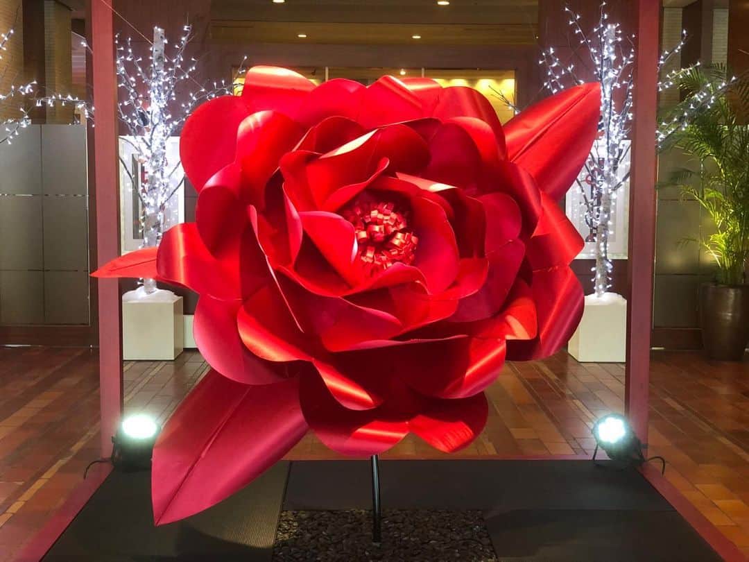 片岡愛一朗さんのインスタグラム写真 - (片岡愛一朗Instagram)「#大きな薔薇 #BIG Rose」12月23日 22時51分 - aiichirou_desu