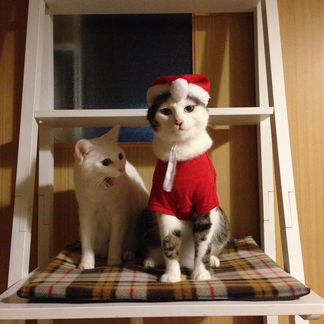 八、おこめさんのインスタグラム写真 - (八、おこめInstagram)「2014年初めてのサンタコス🎅 『ん！』ってしたお口が可愛いw お帽子のポンポンが前に来てるのがハッチャンぽいw 1歳くらいかな〜？おこちゃんも幼い♡ 多分なんかオヤツ食べてたな〜。 写真何回も使い回してるかも…w #サンタコス #八おこめズラ #クリスマス #八おこめ #ねこ部 #cat #ねこ #猫 #ネコ #思い出」12月23日 23時16分 - naomiuno