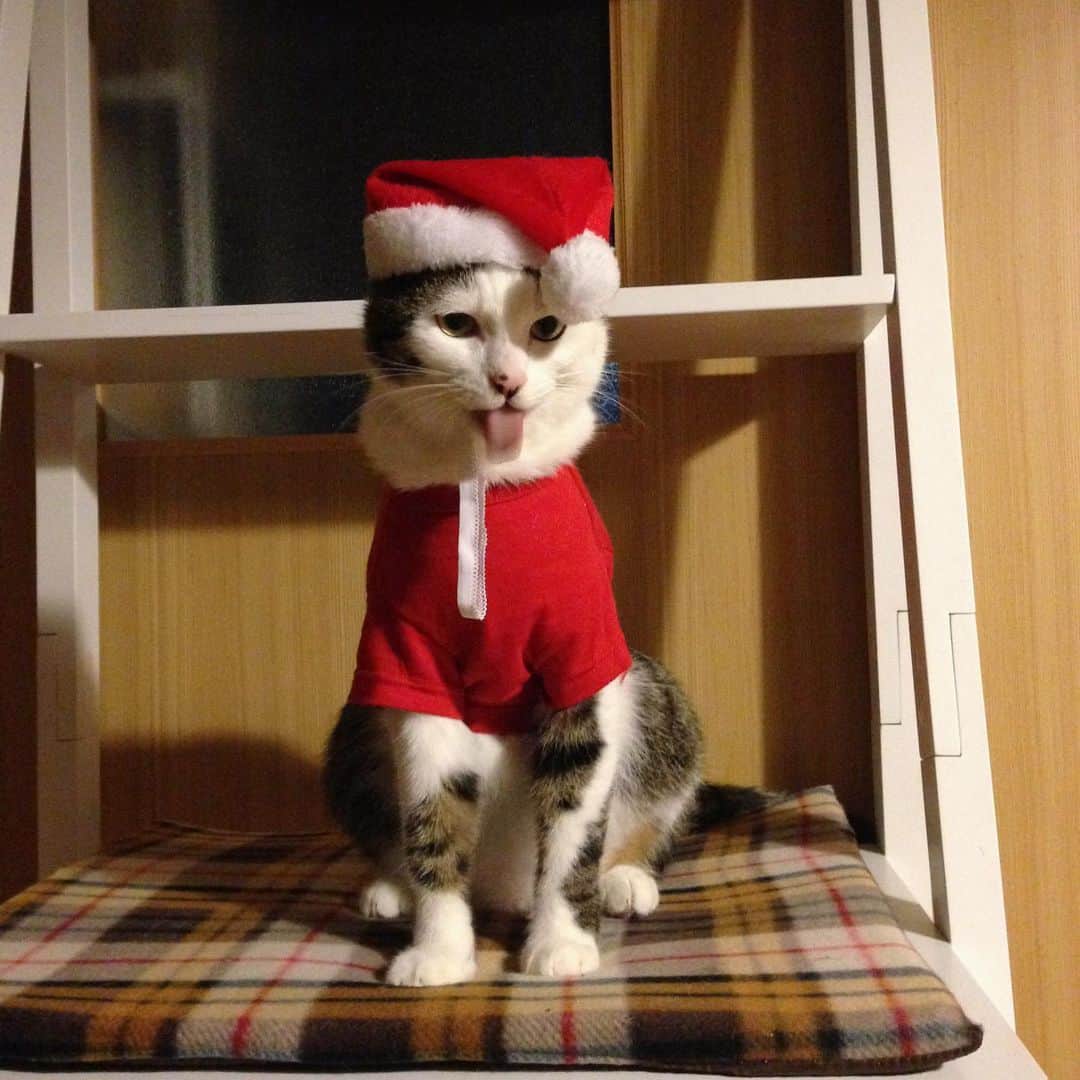 八、おこめさんのインスタグラム写真 - (八、おこめInstagram)「2014年初めてのサンタコス🎅 『ん！』ってしたお口が可愛いw お帽子のポンポンが前に来てるのがハッチャンぽいw 1歳くらいかな〜？おこちゃんも幼い♡ 多分なんかオヤツ食べてたな〜。 写真何回も使い回してるかも…w #サンタコス #八おこめズラ #クリスマス #八おこめ #ねこ部 #cat #ねこ #猫 #ネコ #思い出」12月23日 23時16分 - naomiuno