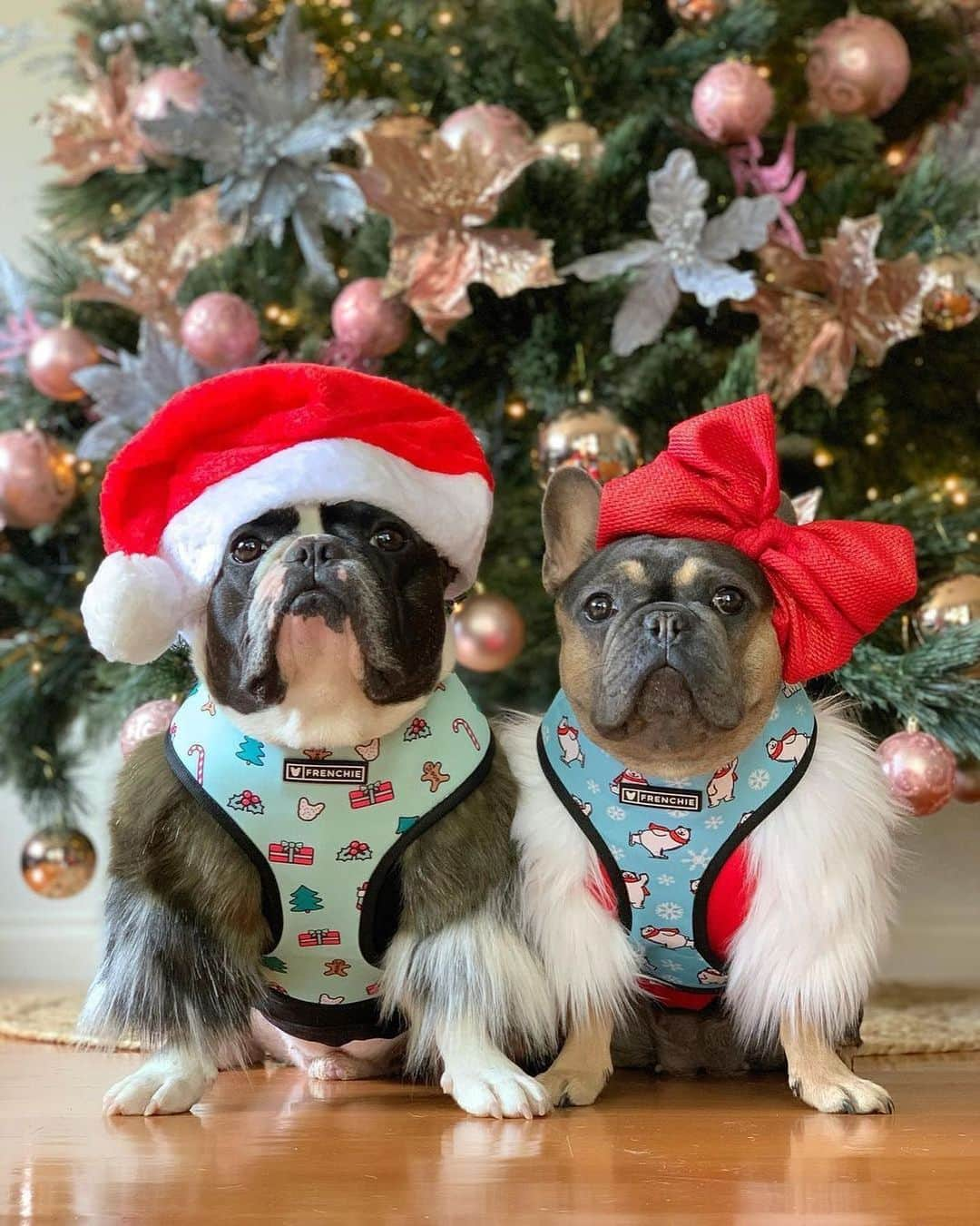 Regeneratti&Oliveira Kennelさんのインスタグラム写真 - (Regeneratti&Oliveira KennelInstagram)「Dear Santa......define “nice” . . . SHOP only at www.frenchie.com. 🎁 Get 10% off  with code jmarcoz10 🐾  . 🛍❤️ . . #frenchiepetsupply #frenchiesofinsta #pugsofinsta #frenchbulldog #frenchiesofinstagram #pug #frenchies #reversibleharness #frenchiehoodie #thedodo #frenchieharness #dogclothes #dogharness #frenchiegram #dogsbeingbasic #frenchieoftheday #instafrenchie #bulldogs #dogstagram #frenchievideo #cutepetclub #bestwoof #frenchies1 #ruffpost #bostonterrier #bostonsofig #animalonearth #doghoodie #dogs」12月23日 23時17分 - jmarcoz