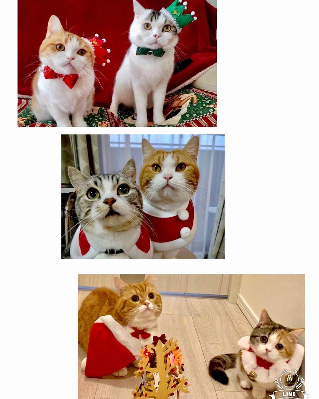 まんちの樹（マンチカンブリーダー）さんのインスタグラム写真 - (まんちの樹（マンチカンブリーダー）Instagram)「今年もまんちの樹猫親戚さんクリスマス写真募集しま〜す🎄。締切は24日。 猫親戚さんでクリスマスっぽい写真が撮れたらラインくださいね。コスプレがイヤイヤな子が多いはずだから、お気に入り写真にクリスマス画像加工でもOKです。可愛い我が子を自慢しちゃいましょう♥️  #マンチカン#munchkin#スコティッシュフォールド#アメリカンショートヘア#ミヌエット#猫#ねこ#ネコ#neko#cat#ねこ部#猫部 #子猫#kitten#kitty#にゃんすたぐらむ#ねこすたぐらむ#猫ブリーダー#マンチカンブリーダー#ふわもこ部#にゃんこ#猫好き#猫のいる暮らし#まんちの樹#かわいい#クリスマス#クリスマスコスプレ #catstagram#cat stagram#cutecat」12月23日 23時13分 - machiyominoura