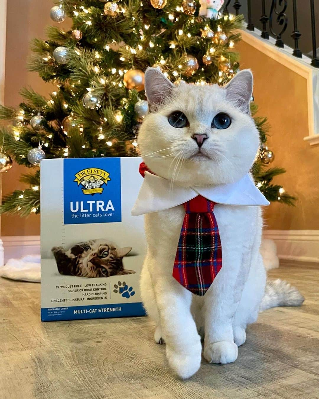 ミスター・ホワイトさんのインスタグラム写真 - (ミスター・ホワイトInstagram)「I love @drelseys because they’re committed to improving the quality of life for pets and their families. The Multiple Myeloma Research Fund was created with a mission to cure cancer. Aren’t they the best? Save $3.00 when you buy a 40lb bag of Dr. Elsey’s Ultra Litter or Cat Attract™️ plus they’ll donate $3.00 to the Multiple Myeloma Research Foundation! Link in bio to download your coupon! #DrElseys #ad」12月23日 23時19分 - white_coffee_cat