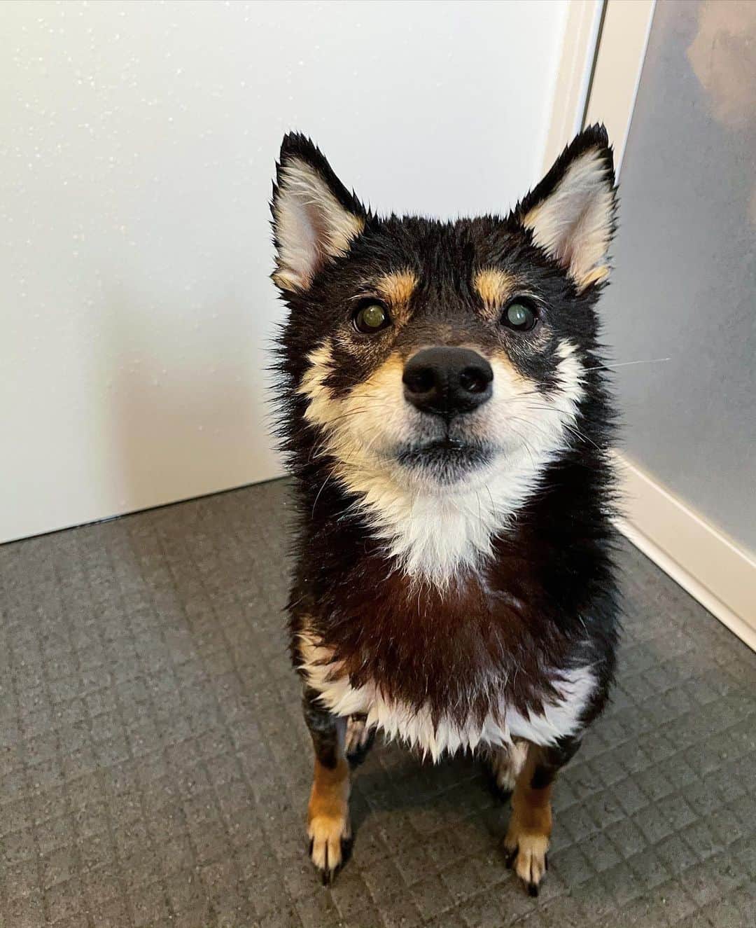 まめ丸のインスタグラム：「* * 今日シャンプー🧴されるって ぼくきいてなかったよ🐶❣️ #まめ丸おふろ * I hate taking a bath🐶🧴 * #ぷんぷん 😡 #いいこにしてたから出たらおやつね * #柴犬#豆柴#柴#黒柴#犬#しばいぬ#shiba#shibainu#shibastagram#shibadog#puppy#instadog#dogstagram#dog#instashiba#blackshiba#petstagram#pet#cutepetclub#강아지#멍스타그램#boopthesnoot#doglover#ilovemydog#weeklyfluff」