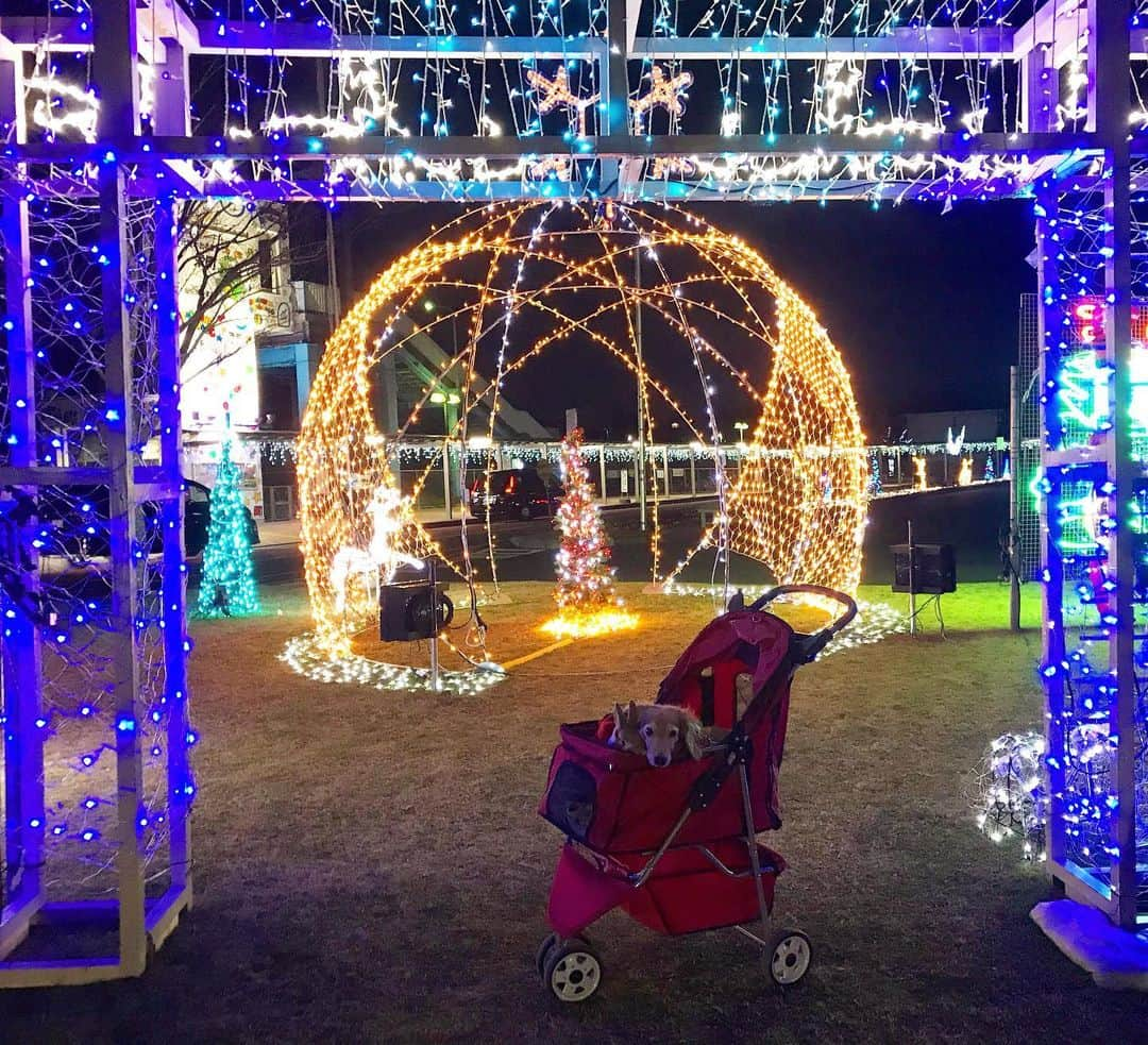 Chieko Shibutaさんのインスタグラム写真 - (Chieko ShibutaInstagram)「たろー🐶&うじゃこ🐰 地方☀️  さんぽ🎄 イルミネーション探検✨ イヤイヤ🎅服にも慣れてきた🐶🐰 寒くても　やっぱり散歩は嬉しい💕⤴️ 綺麗だね✨✨✨✨✨  💕✨🐶🍀🐰✨💕 #わんこの散歩 #dachshund #dachshunds #dachshundlove #dog #dogs #doglove #instadog #instagram #instagood #pet #pets #petsagram #cute #cutepe #cutepet #cutedog #cuteanimals #likes #smile #rabbit #ラビット #ミニュチュア #ミニュチュアダックス  #ミニュチュアダックスフント #うさぎ #犬とうさぎ #安食駅前」12月23日 23時29分 - chieko.81