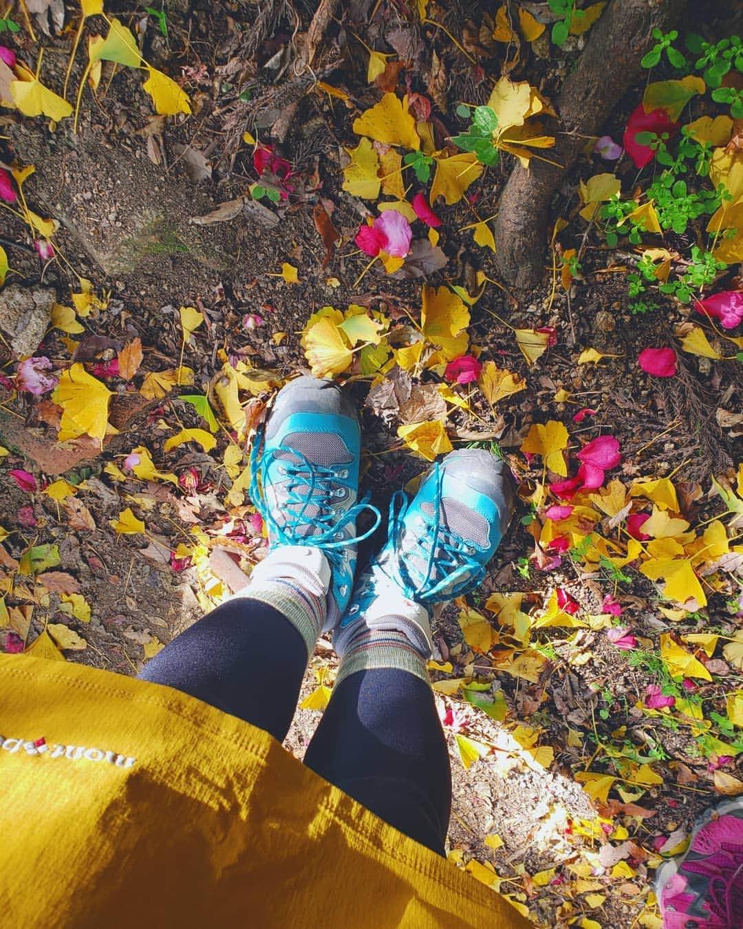 服部ひで子のインスタグラム：「自然が奏でる配色、可愛い(*´∀｀*)ﾎﾟｯ。🍁🌱🐾🌸🌾」