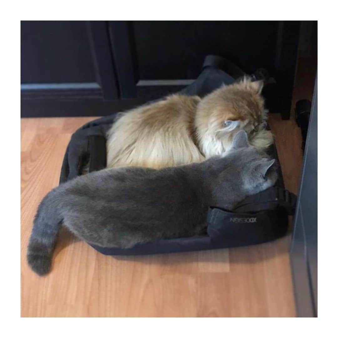 XD Designのインスタグラム：「Even our furry friends seem to like the Bobby backpack! 🐱Here are Guinevere and Morgana @avalontales getting comfy.. #Catslovebobby  ⠀⠀⠀⠀⠀⠀⠀⠀⠀ ⠀⠀⠀⠀⠀⠀⠀⠀⠀ ⠀⠀⠀⠀⠀⠀⠀⠀⠀ ⠀⠀⠀⠀⠀⠀⠀⠀⠀ ⠀⠀⠀⠀⠀⠀⠀⠀⠀ ⠀⠀⠀⠀⠀⠀⠀⠀⠀ ⠀⠀⠀⠀⠀⠀⠀⠀⠀ ⠀⠀⠀⠀⠀⠀⠀⠀⠀ ⠀⠀⠀⠀⠀⠀⠀⠀⠀ ⠀⠀⠀⠀⠀⠀⠀⠀⠀    #MadeforModernNomads 😽 • • • #xddesign #xddesignbackstory #xddesignbobby #bobbybackpack #bobbyoriginal #schoolbag #usbbag #antitheftbag #antitheftbackpack #travellifestyle #photooftheday #modernnomad #gotyourback #keepexploring #journey #stayconnected #travelbuddy #travelgear #digitalnomad #global_people #travelsafe #digitalnomadlife #digitalnomadlifestyle #thetraveltag #smartbag #smarttravel #catsofinstagram」