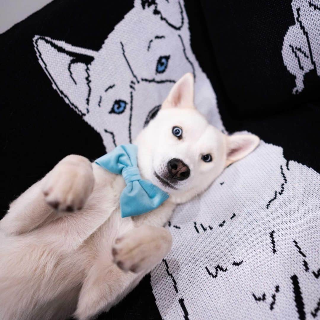 The Dogistさんのインスタグラム写真 - (The DogistInstagram)「GIVEAWAY: On the 23rd day of Dogmas, #TeamDogist gave to me… a CUSTOM PILLOW from @sweaterhound. Sweater Hound is the place for all crazy dog parents (us included) and, as you can see, Elsa approves of the new decor around the house. You can get custom sweaters, hats, blankets, YOU NAME IT – all with your dog’s cute face on it. To win your own custom pup pillow, tag a friend below and FOLLOW @sweaterhound. That’s it! Winner will be announced tomorrow – MERRY DOGMAS! #partner」12月24日 0時05分 - thedogist