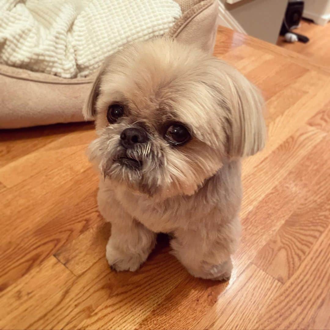 Dougie the Shih Tzuのインスタグラム：「Naughty or nice?」