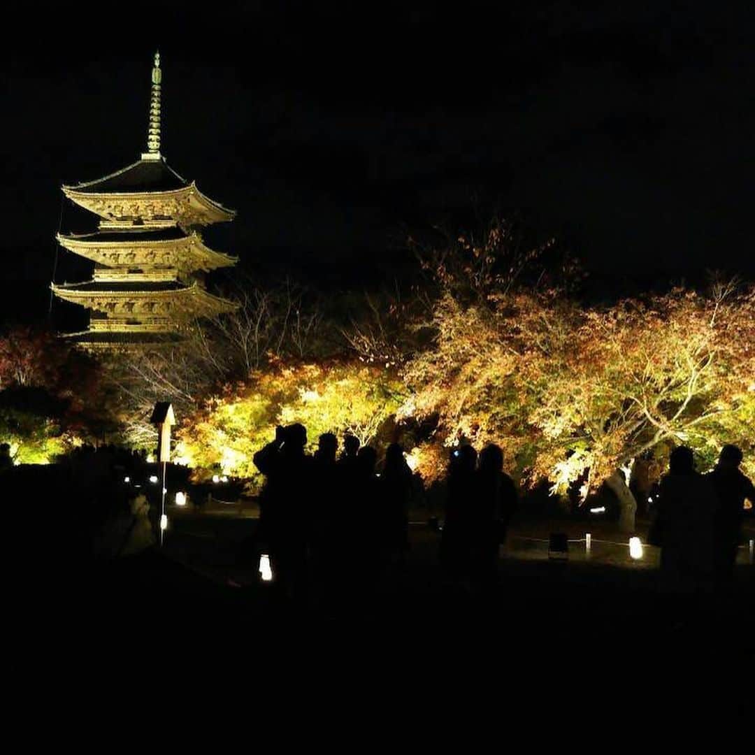 のインスタグラム：「#とある日のおもひで   #京都  帰り際にライトアップしてると知って滑り込んだ東寺。  祖父母が暮らしてた家の 近所だったそうで、よく東寺の話は聞いてました。  いくら通じなくとも いろんな事、大切な人に想いを馳せることは 自分のために必要なんだとちょっとだけ言い聞かせて、  特別拝観の観音様に静かに手を合わせ これからの平穏無事を祈る。  ちゃんと進もう、そう思えた旅の終わりでした。  #京都 #ライトアップ #東寺 #実は隣は高校 #ボランティアの皆さまお疲れ様でした #紅葉」