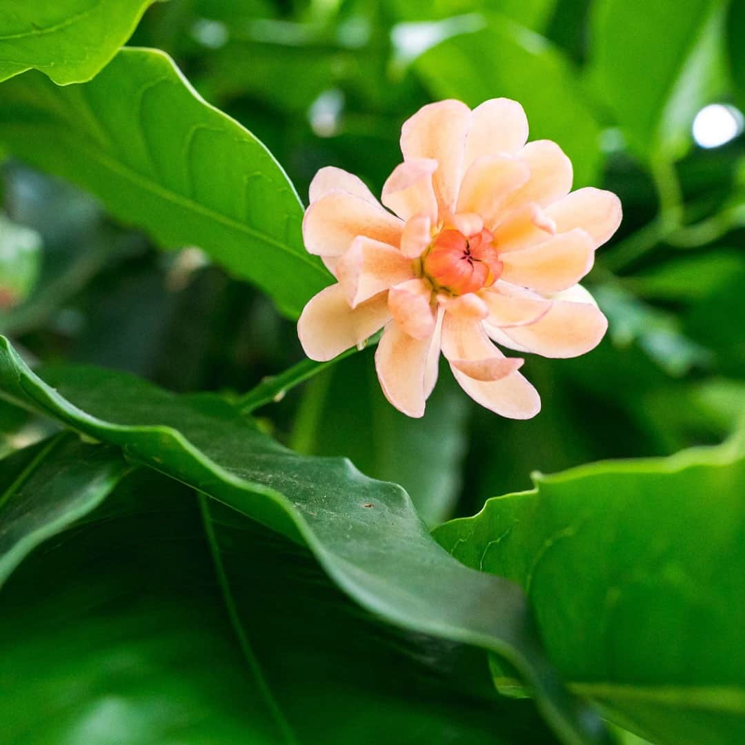 ニューヨーク植物園のインスタグラム：「It's a dinosaur in the plant world, and for the first time in 30 years, it's blooming in our Haupt Conservatory. . Hit the link in our bio to learn about the dramatic history of Idiospermum australiense, commonly known as "green-dinosaur" and sometimes even the "idiot-fruit tree." From its first recording in the rain forests of Australia, to World War II Germany, its perceived extinction, and beyond, it's a fascinating look into the botanical history of a true living fossil. . #plantlove #nybgathome #museumfromhome #culturefromhome」
