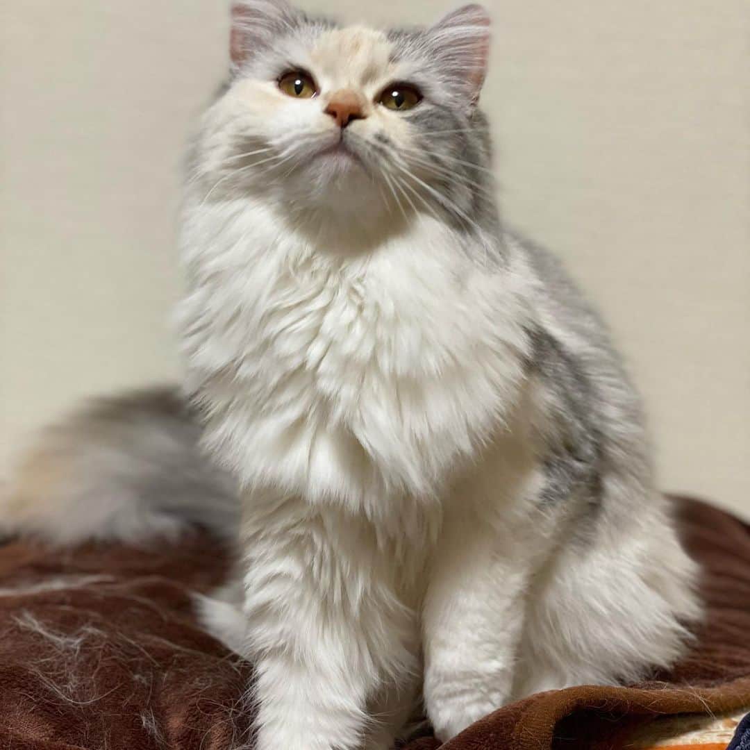 桜咲千依のインスタグラム：「メリークリスマスイブ✨ and ほたて1歳おめでとう～( *´꒳`* )❤ だいぶおっきくなりました✨✨✨ 今日からご飯が変わるので、お祝い兼ねて美味しそうな缶詰あげます☺ すくすく育ってね(＊´ｖ｀)」