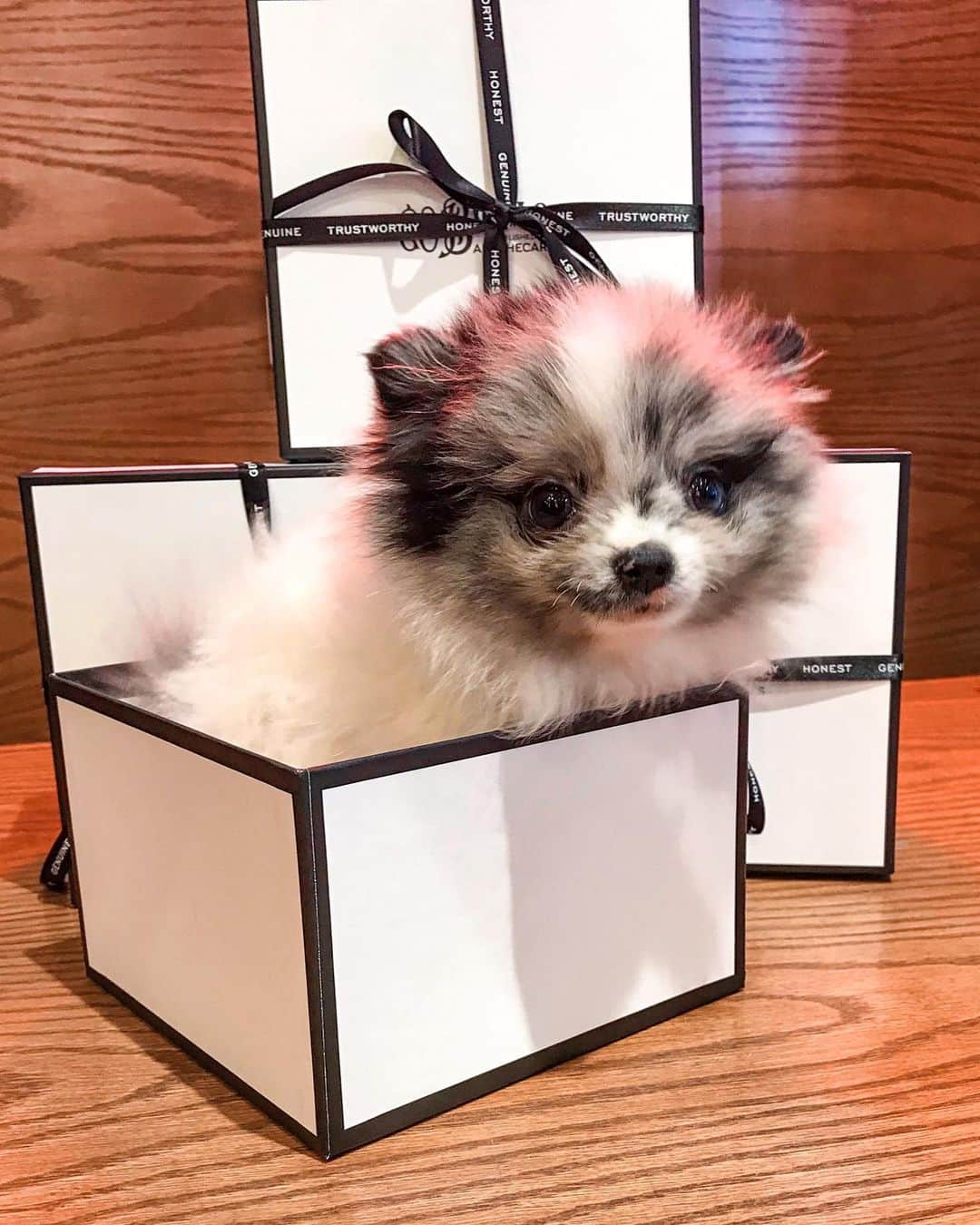 C.O. Bigelowさんのインスタグラム写真 - (C.O. BigelowInstagram)「THE PERFECT 🎁! Happy Holidays from @therealpalmerpom! 🐶 Alec and the team ❤️ making new furry friends at Bigelow's! 🥰 Our visitor only weighs 1 lb and can even fit inside a small C.O. Bigelow box❗⁠⠀」12月24日 0時55分 - cobigelow
