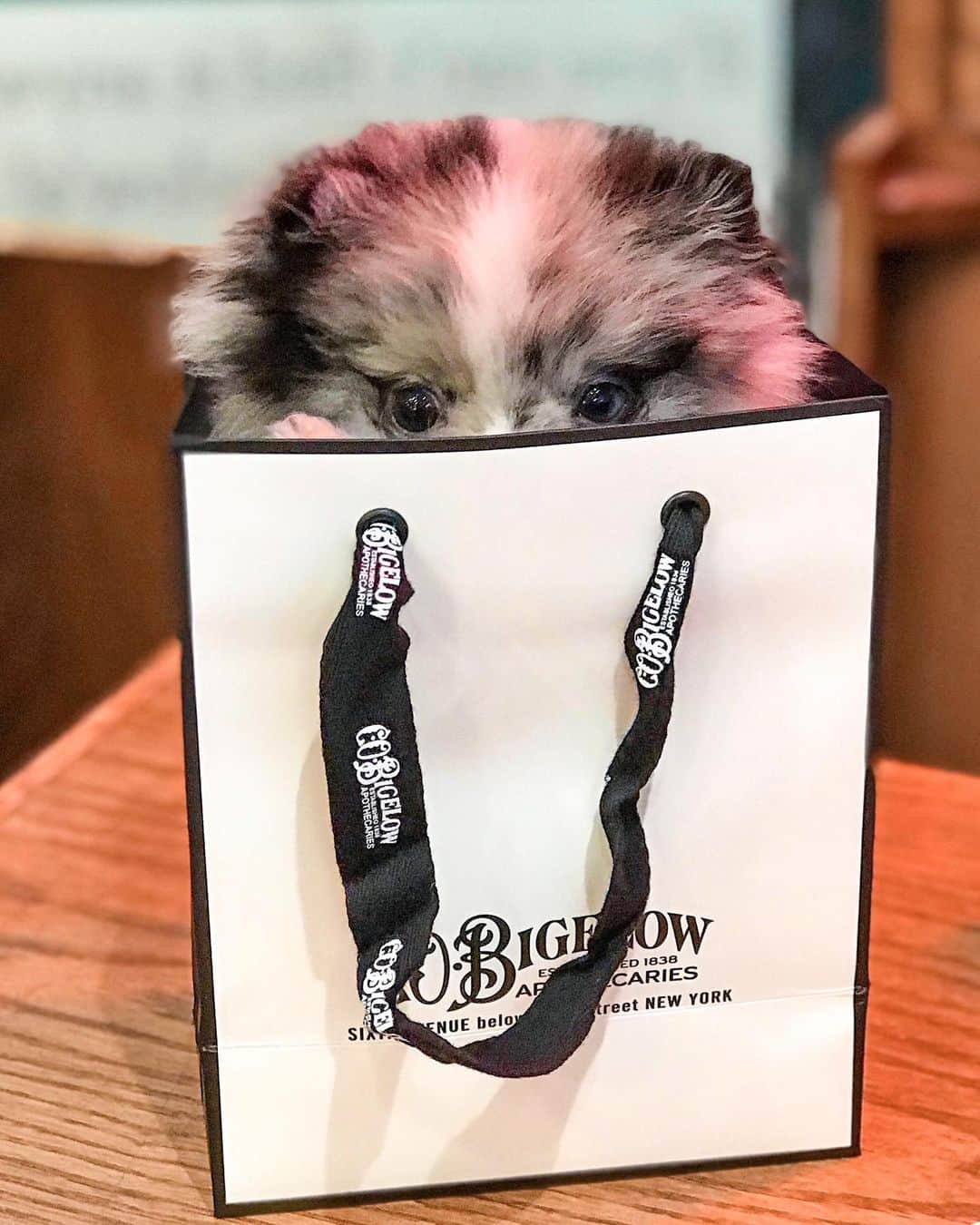 C.O. Bigelowさんのインスタグラム写真 - (C.O. BigelowInstagram)「THE PERFECT 🎁! Happy Holidays from @therealpalmerpom! 🐶 Alec and the team ❤️ making new furry friends at Bigelow's! 🥰 Our visitor only weighs 1 lb and can even fit inside a small C.O. Bigelow box❗⁠⠀」12月24日 0時55分 - cobigelow