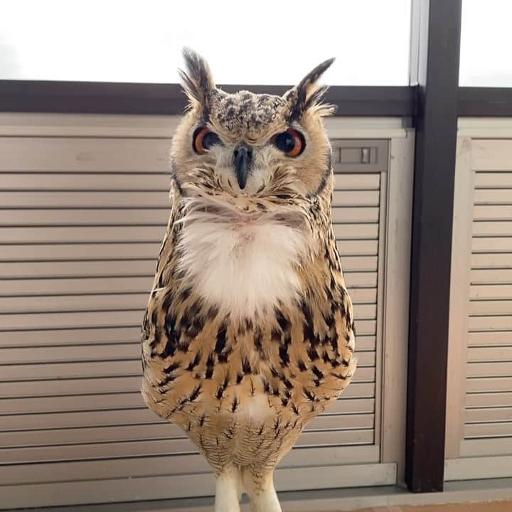 GEN3 Owlのインスタグラム：「ほっほっほっほっほっ Hoohoohoohooh  #owl #owlgaru #フクロウ好きと繋がれない」