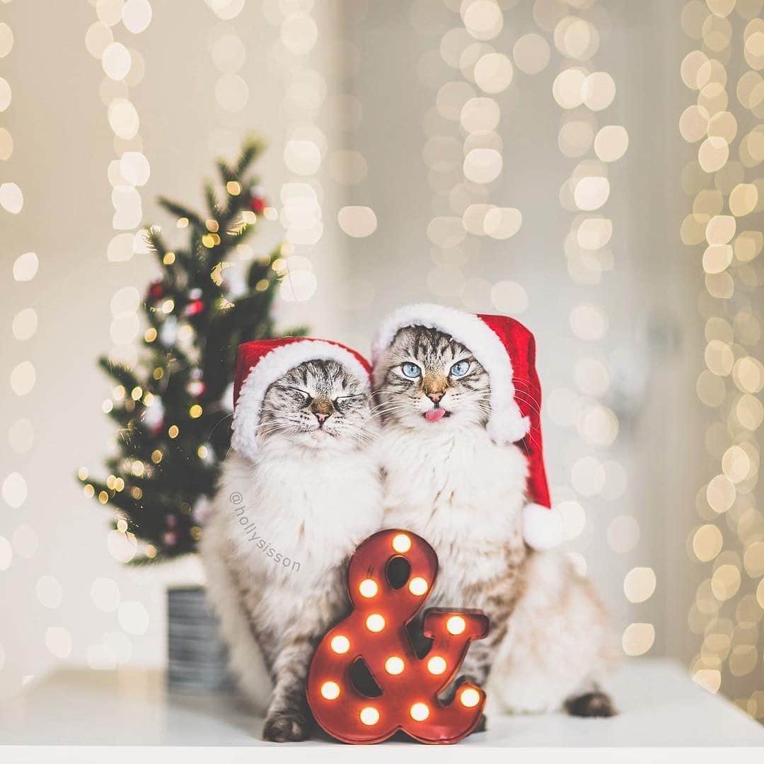Holly Sissonさんのインスタグラム写真 - (Holly SissonInstagram)「One of my favourite holiday photos of Alice & Finnegan🎄🎅🐱 #toronto #cat #Siberian #bokeh #santapaws (Follow Finnegan and Oliver on @pitterpatterfurryfeet) ~ Canon 1D X + 85 f1.2L II @ f1.2  1/200 See my bio for full camera equipment information plus info on how I process my images. 😊」12月24日 1時28分 - hollysisson
