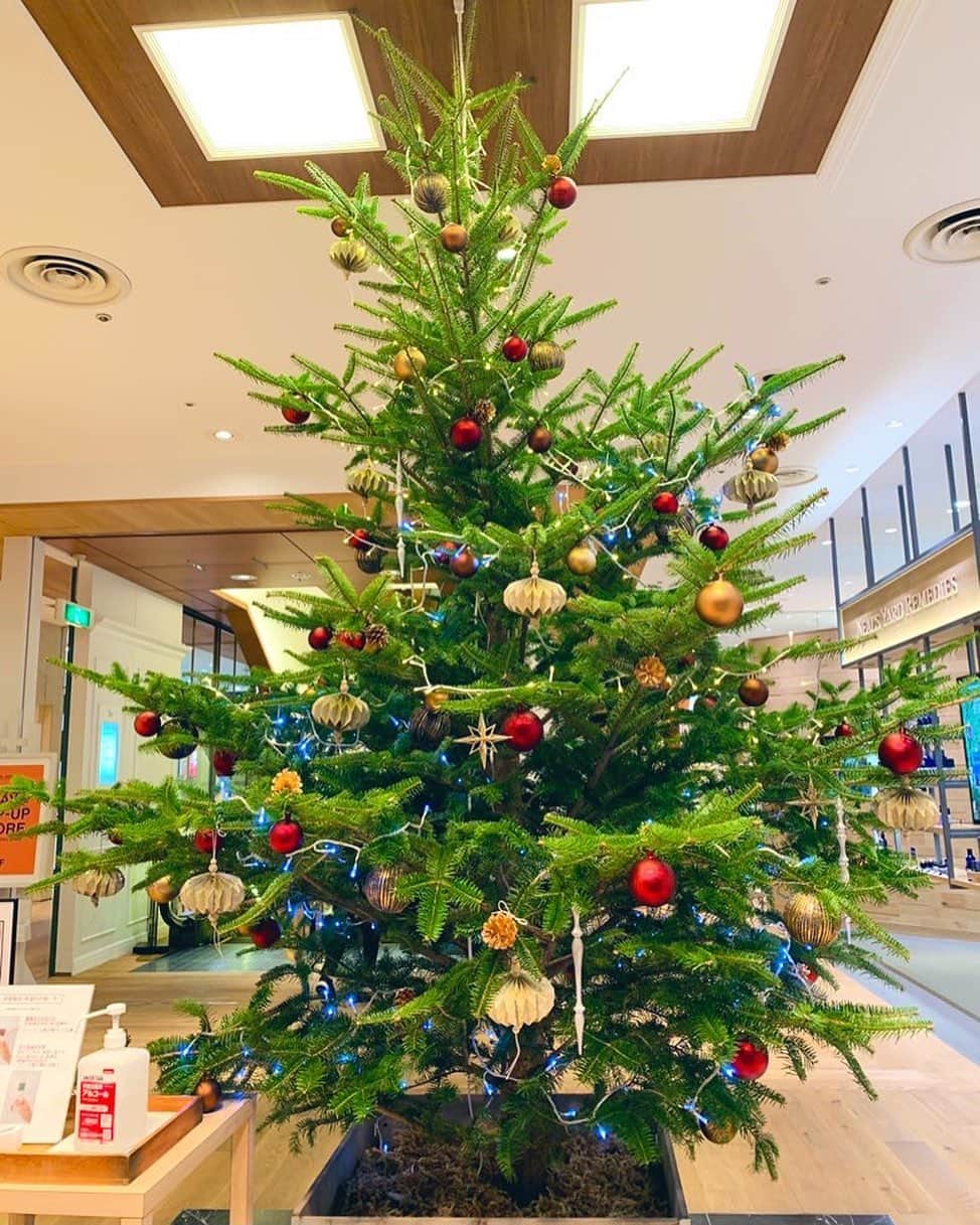 のインスタグラム：「おはようございます(๑′ᴗ‵๑)🦌🛷✨ Kiss FM KOBE「4SEASONS」はこの後7時30分スタート🎄 オープニングのモーニングリコーダークイズも聴いて下さいね🎅  #1日1クリスマスツリーinKOBE #神戸BAL」