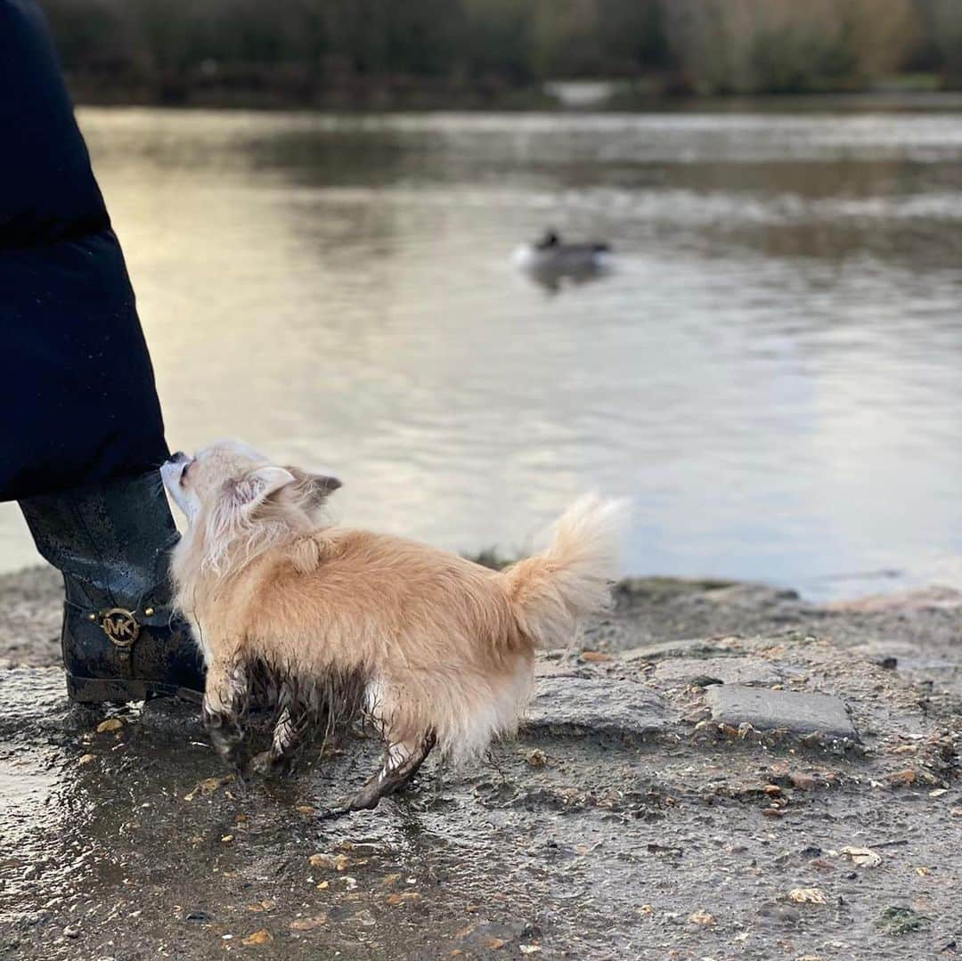 ミシェル・キーガンさんのインスタグラム写真 - (ミシェル・キーガンInstagram)「Forced her out on another muddy walk... fair to say she won’t be speaking to me tonight #chihuahuasofinstagram」12月24日 1時56分 - michkeegan