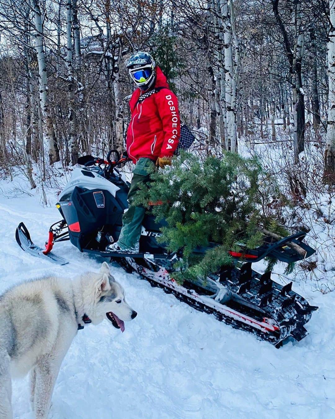 ケン・ブロックのインスタグラム：「This was a first for my family and I: Christmas tree hunting! We needed a small tree and needed to get it quick, so we got a permit, jumped our @SkiDoo snowmobiles, rode out into the Utah backcountry from our ranch, and cut down this semi-ugly little tree (the kids picked out) with my battery powered @STIHL chainsaw. It was a rad experience for the whole fam and something we will definitely be doing every Christmas we can in the future! #treehunting #CharlieBrownTree #Stihl #SkiDooSummitTurbo」