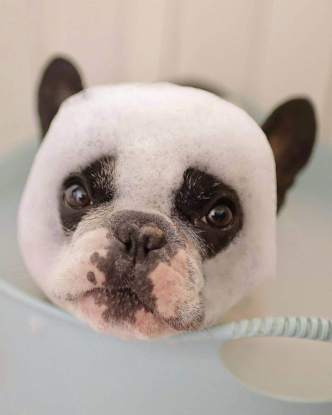 French Bulldogさんのインスタグラム写真 - (French BulldogInstagram)「It's a panda!! 🐼 @tsubuchi_miyachi . . . . . #französischebulldogge #bullylove #bulldog_ig_community #bulldog #frenchiesociety #thefrenchiepost #buhi #bulldoglife #bulldogmoments #frenchiesofig #bullieslife #fab_frenchies #bulldogloversofinsta #frenchbulldoglove #bullyinstagram #bulldogram #ワンコ #frenchies1 #frenchielove_feature #bulldoglove」12月24日 2時21分 - frenchie.world