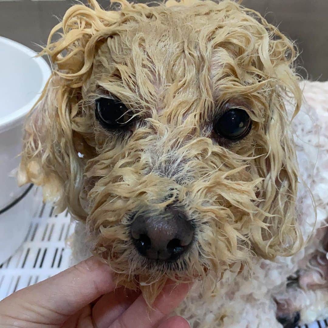 Dogs by Ginaのインスタグラム：「Kelp mud facial 🙌🏼」