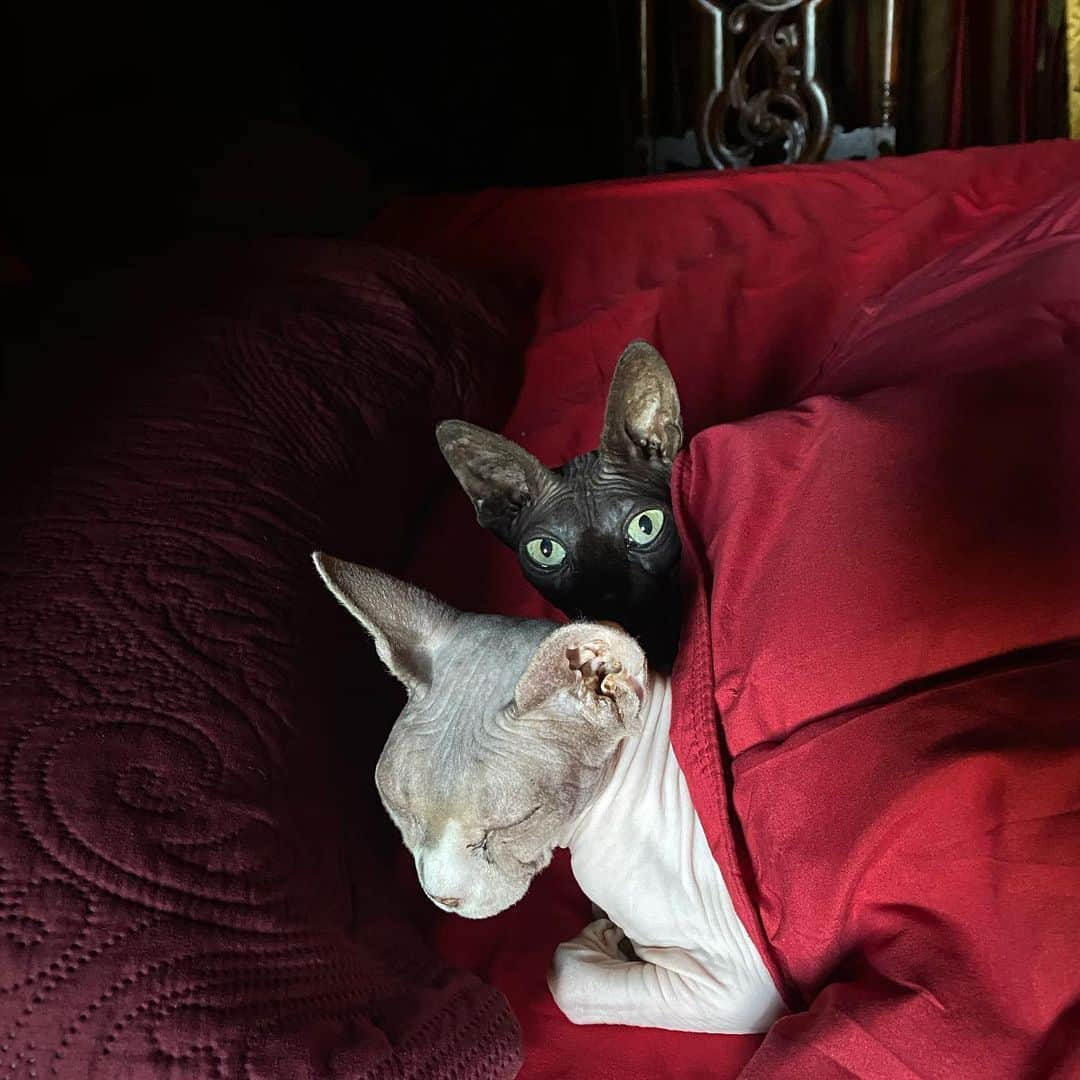 Kat Von Dさんのインスタグラム写真 - (Kat Von DInstagram)「Poe and Calaca morning cuddles. 🤍🖤」12月24日 2時35分 - thekatvond