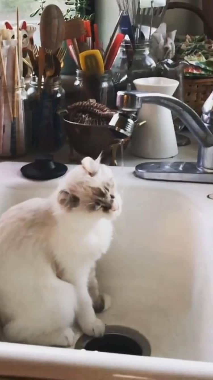 The Cats Of Instagramのインスタグラム：「#Repost • #COIVideoChallenge • @furryteacups #viviennetheamericancurl loves to drink water from the tap.  Washes her little paws at the same time like a smart kitty!  . . (This is Day 14, please be patient while I catch up)」