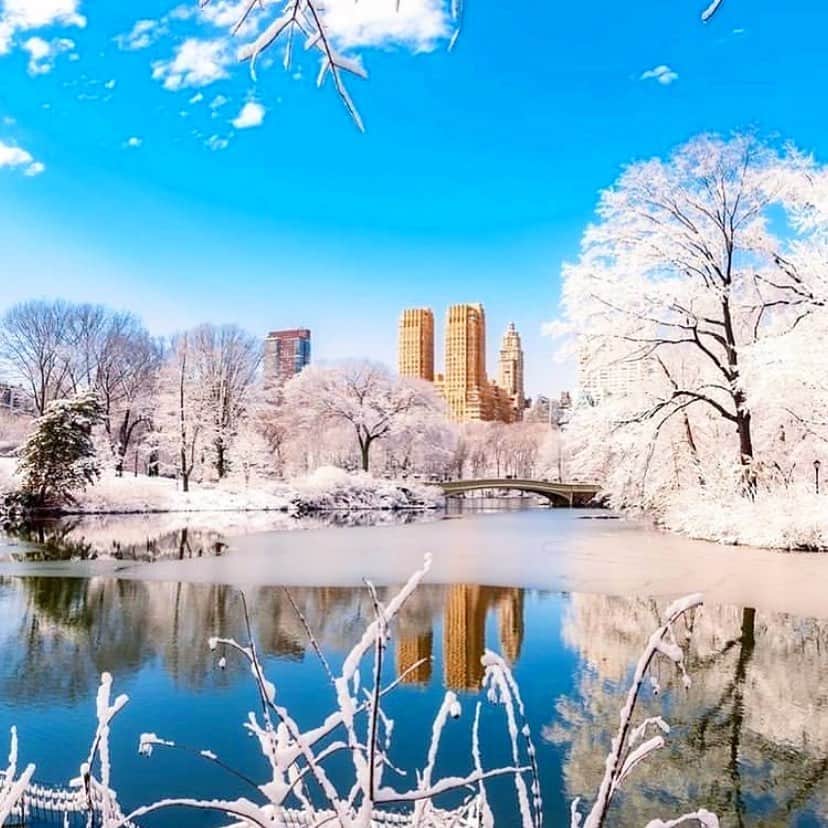 サッチン+バビのインスタグラム：「It’s the most wonderful time of the year... Central Park, NYC❤️. #merryandbright, #nyc」