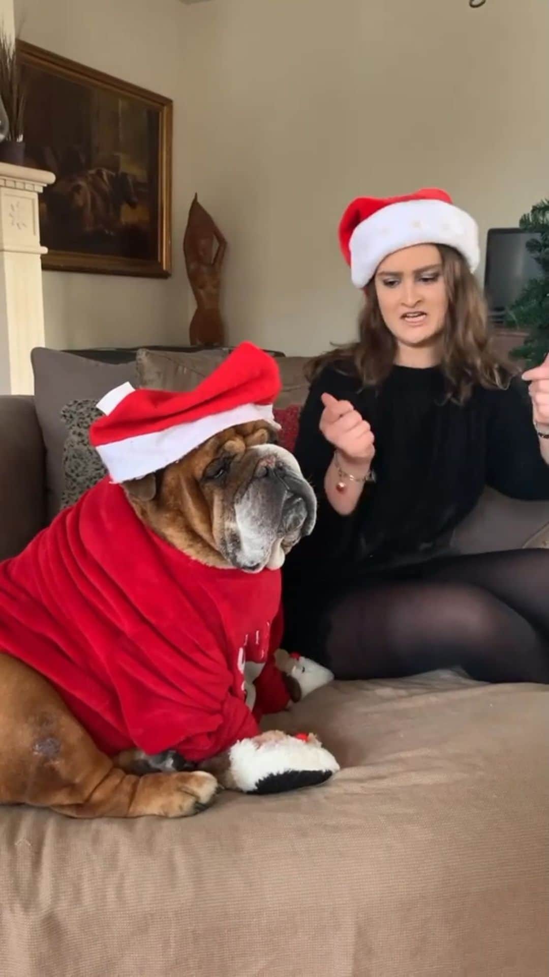 DogsOf Instagramのインスタグラム：「“The face you make when your sis is getting excited for Christmas 🎄🙄🎄” — @macho_english_bulldog   #dogsofinstagram #dogsofchristmas #holidaycheer #kidmacho」